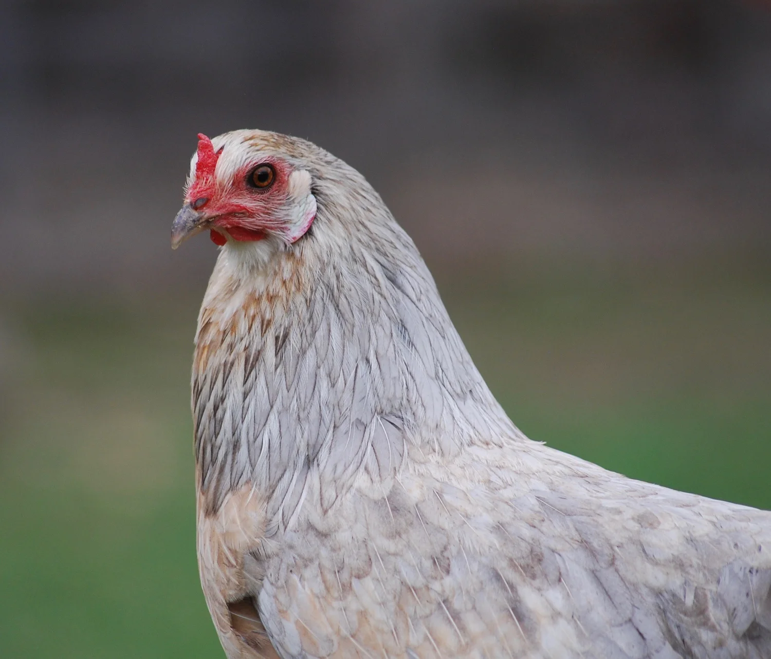 Blue Chickens