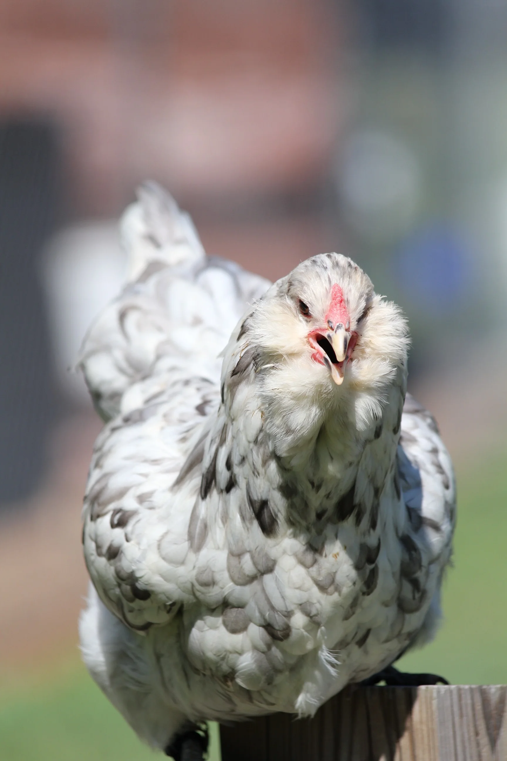 Blue/ Black/Splash Ameraucana — DRAGONFLY FARM