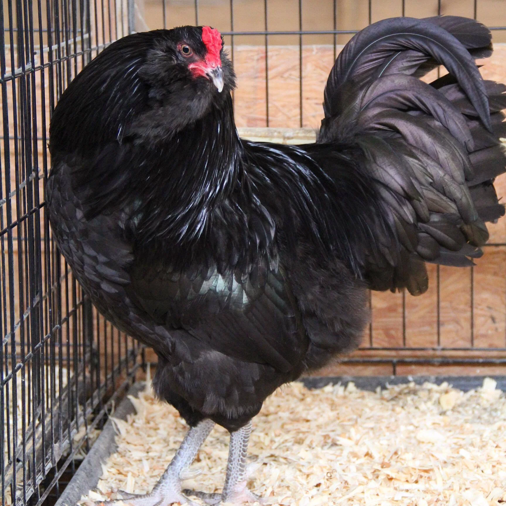 Blue/ Black/Splash Ameraucana — DRAGONFLY FARM