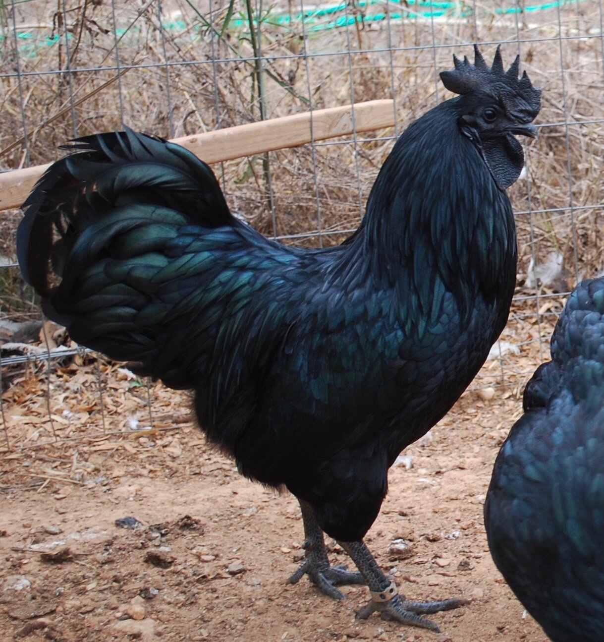 12 AYAM CEMANI Rare Black Indonesian Chicken Fertile/Hatching Eggs 
