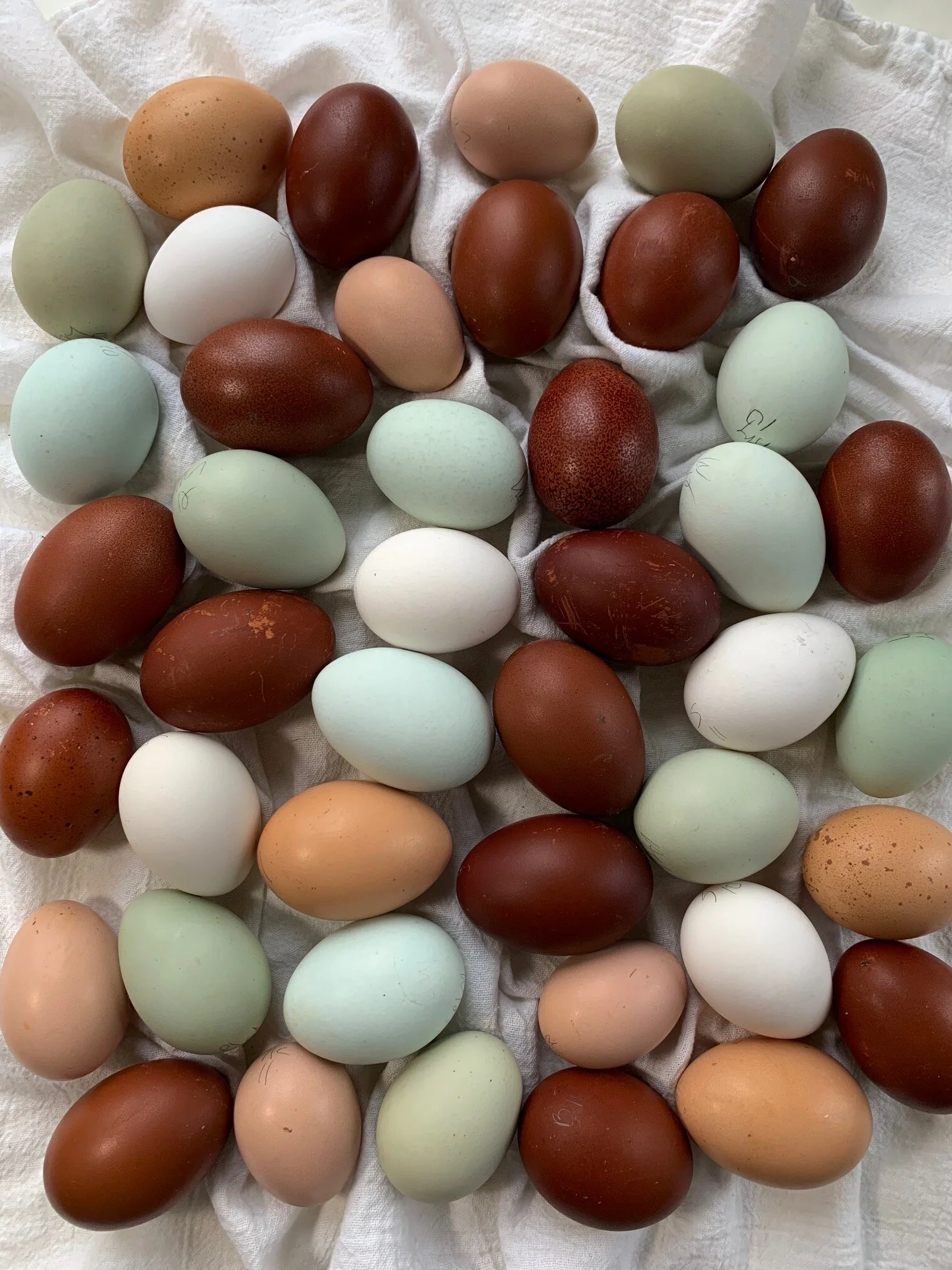 Langshan Egg Color