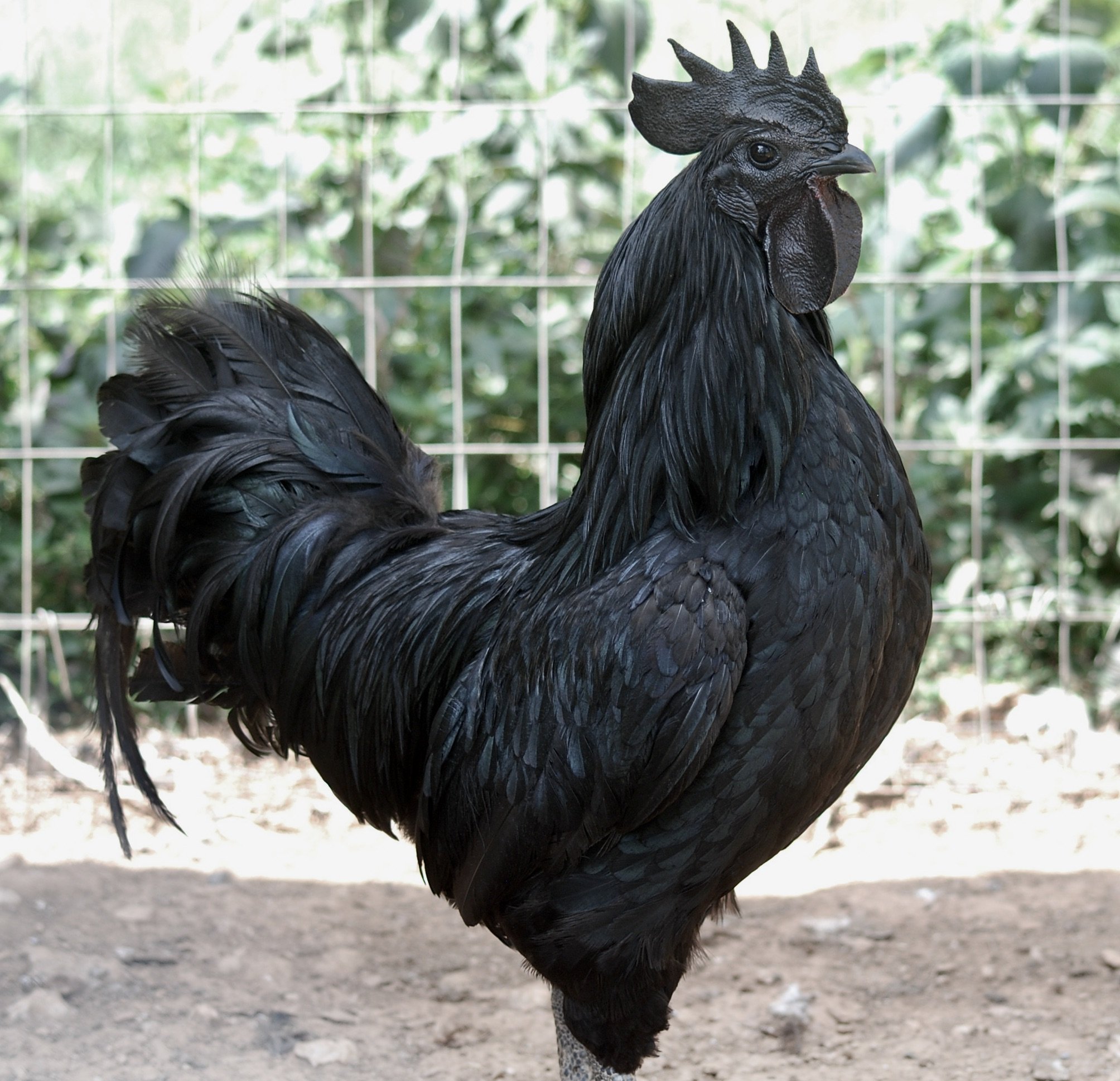 Ayam Cemani — DRAGONFLY FARM