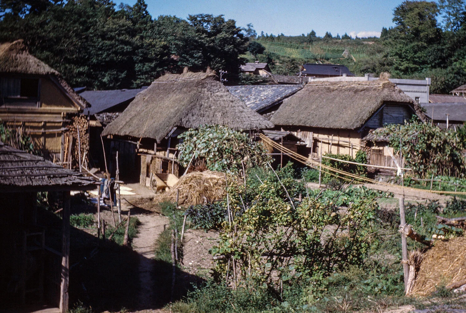 98 Houses and Garden