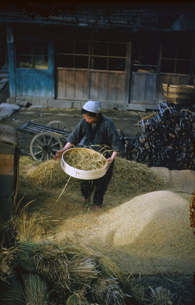 201- Winnowing Rice