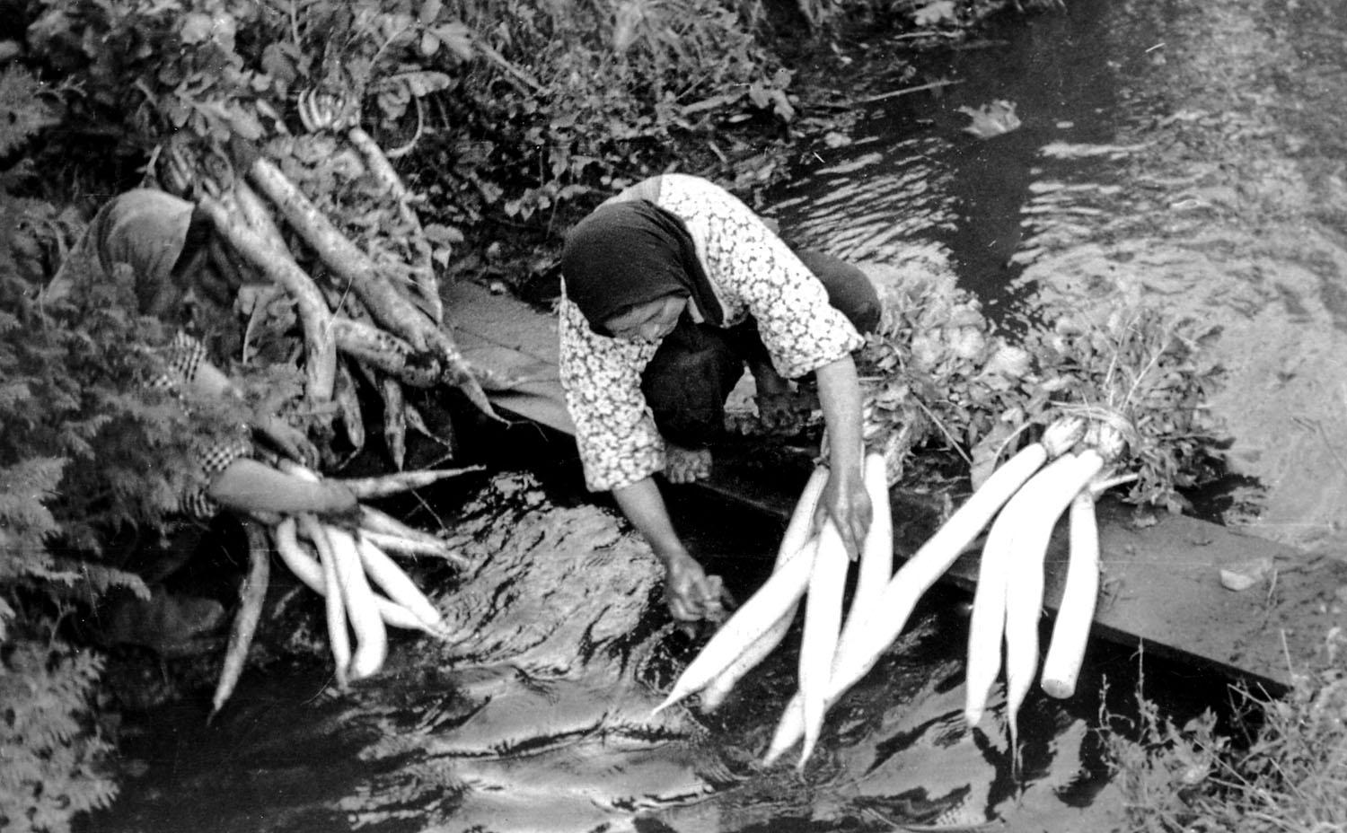 120- Woman Washing Daikon Radishes, Yamoto