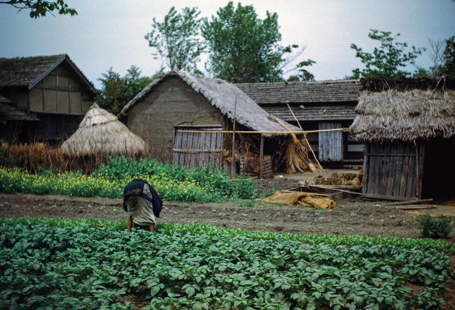 206- Tending Garden