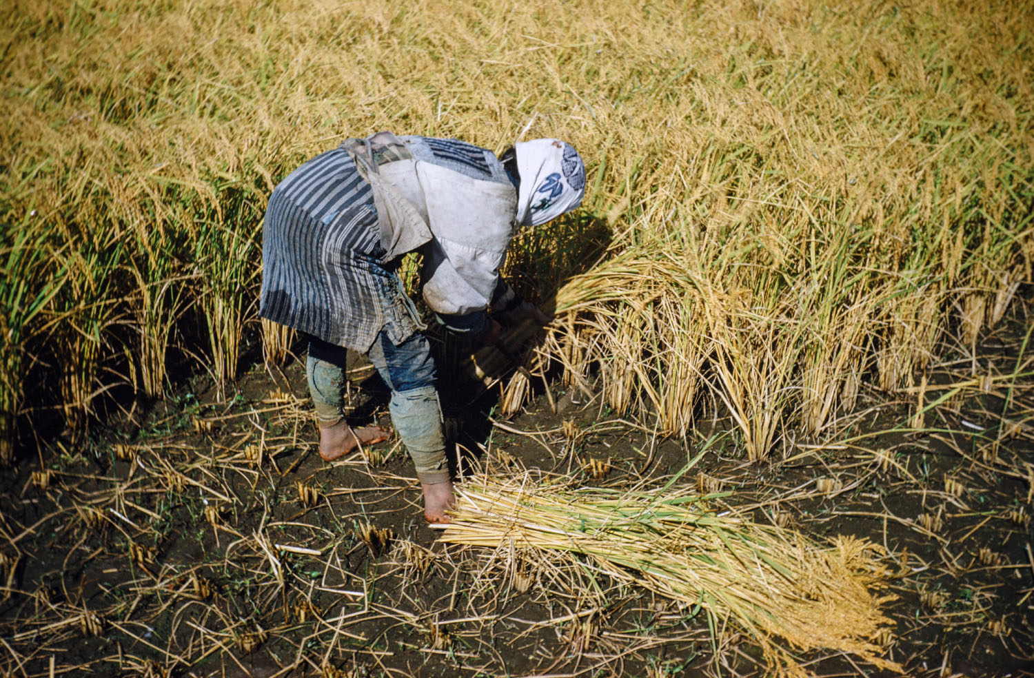208- Harvesting Rice