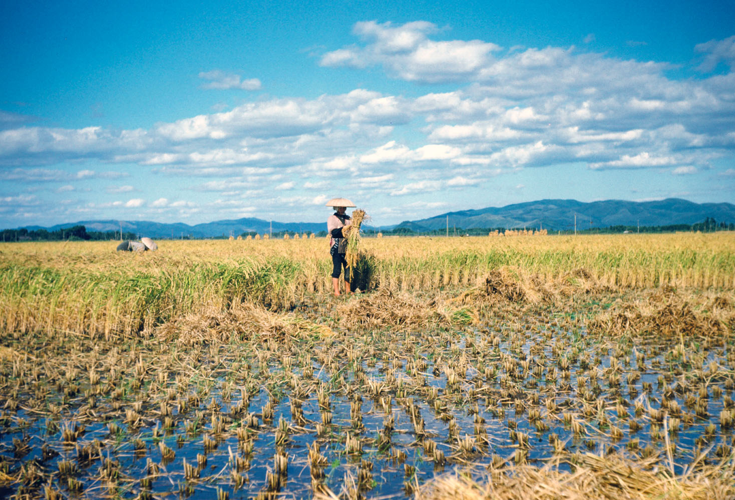 210- Rice Harvest