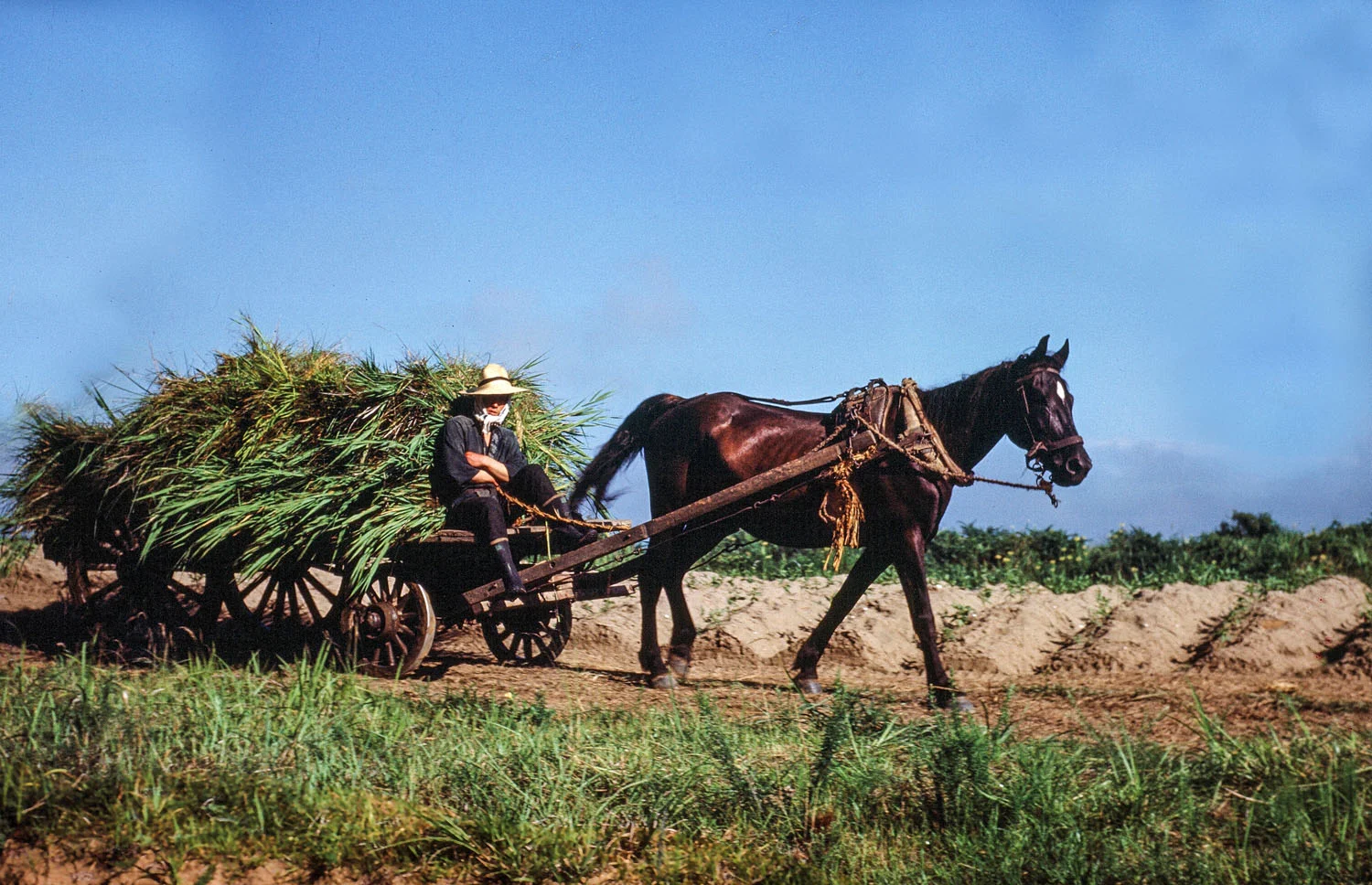 43- Horse Drawn Cart with ?