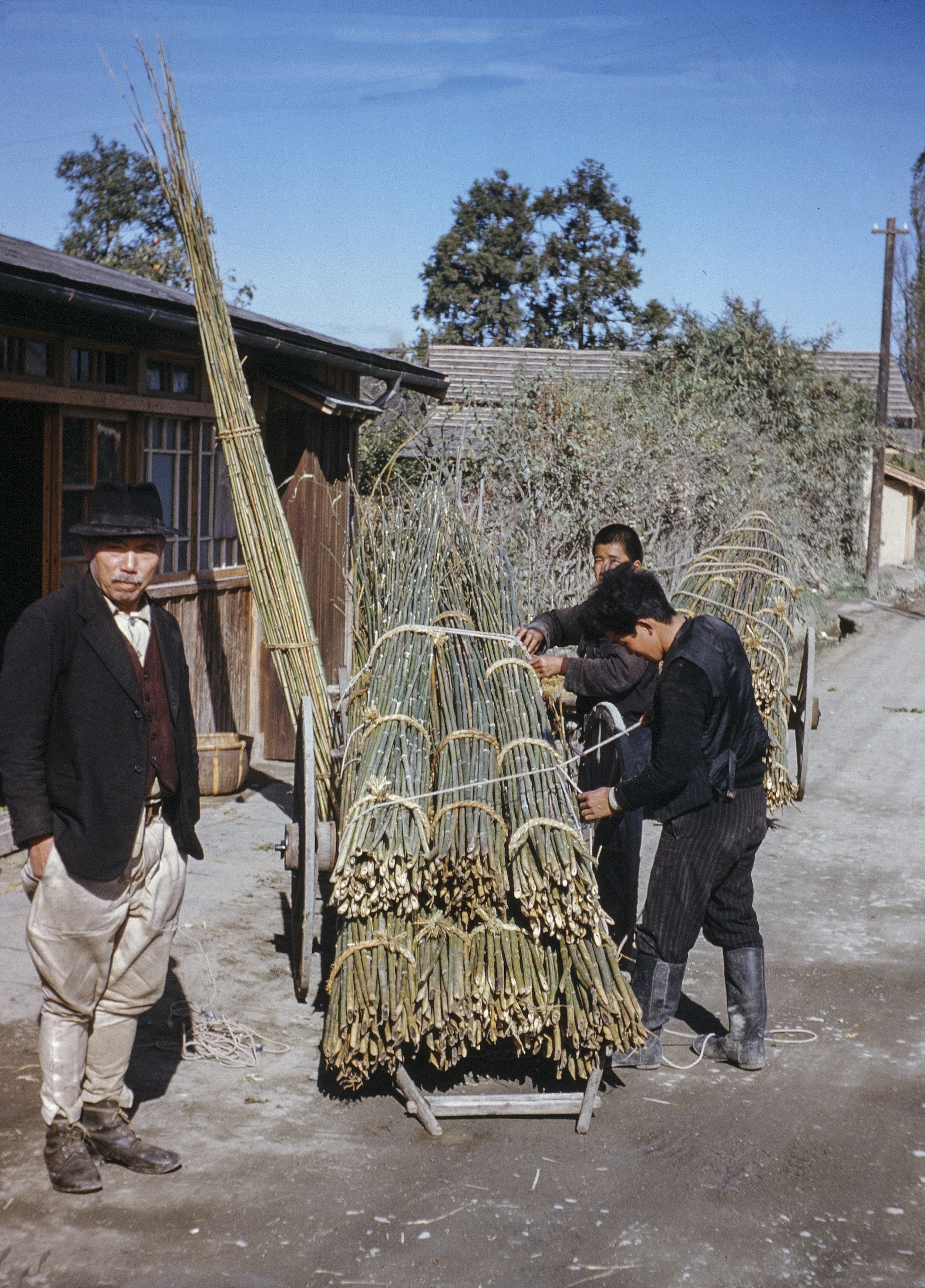 48- Load of Bamboo