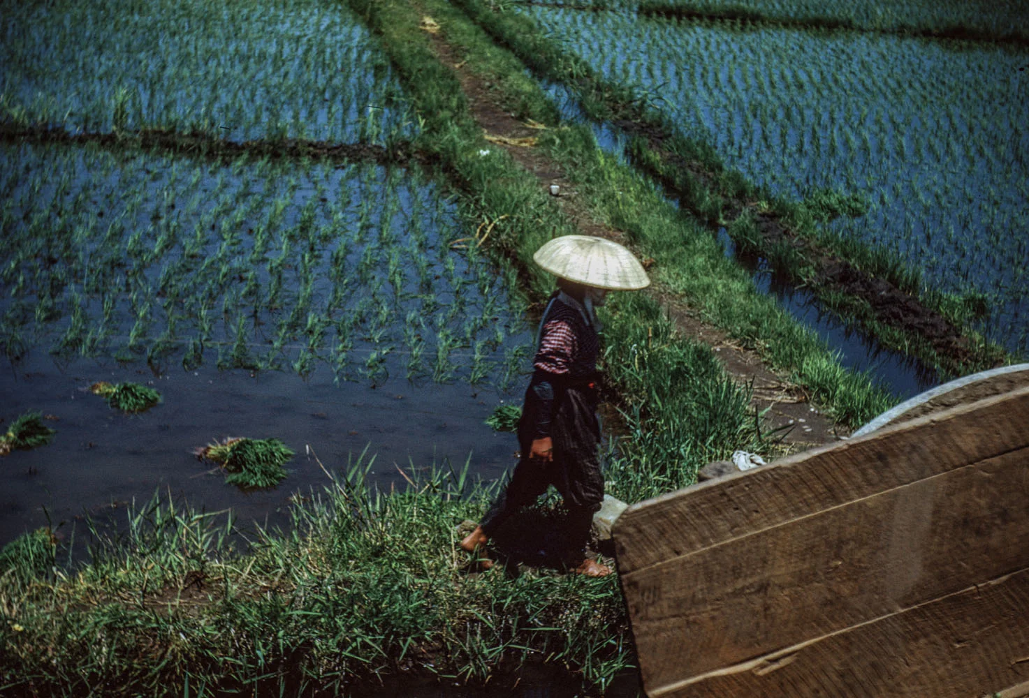 319- Woman in Rice Field