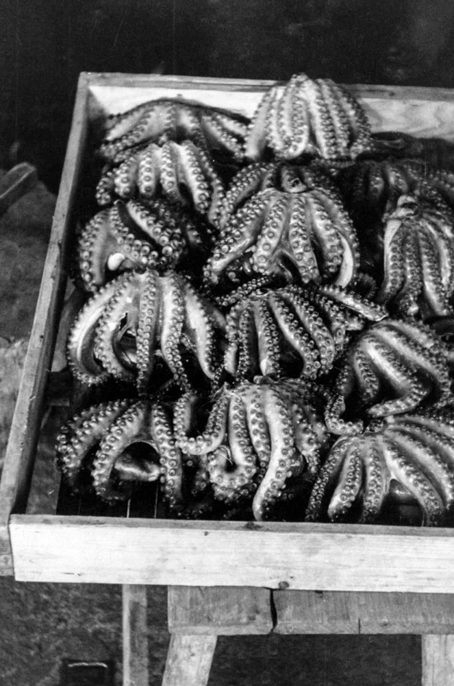 441- Octopus Display