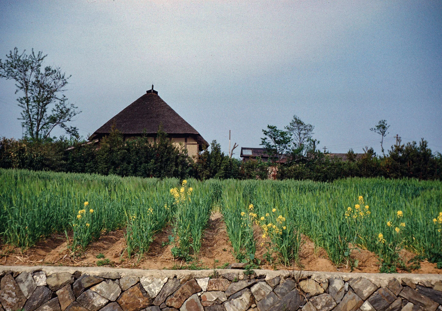 453- Farmhouse with Blooming Fields in Foreground