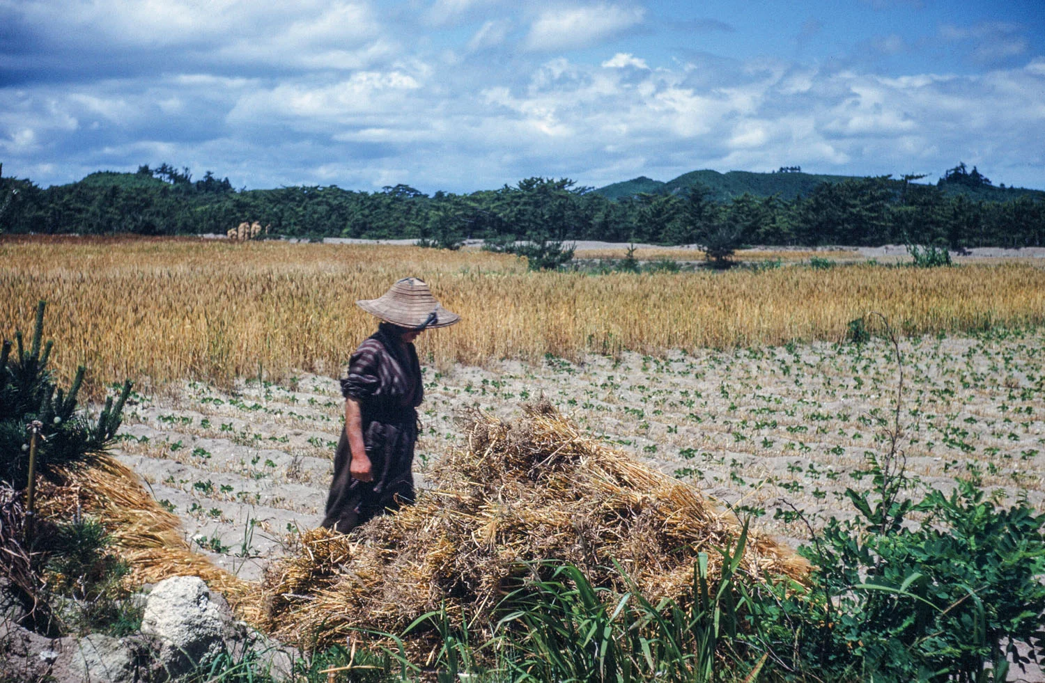 462- Woman in Field - Location?