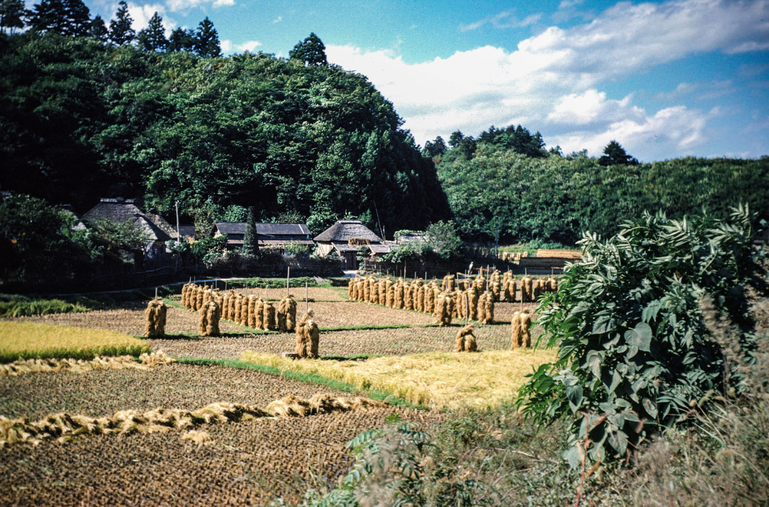 469- Fields at Harvest Time - Location?