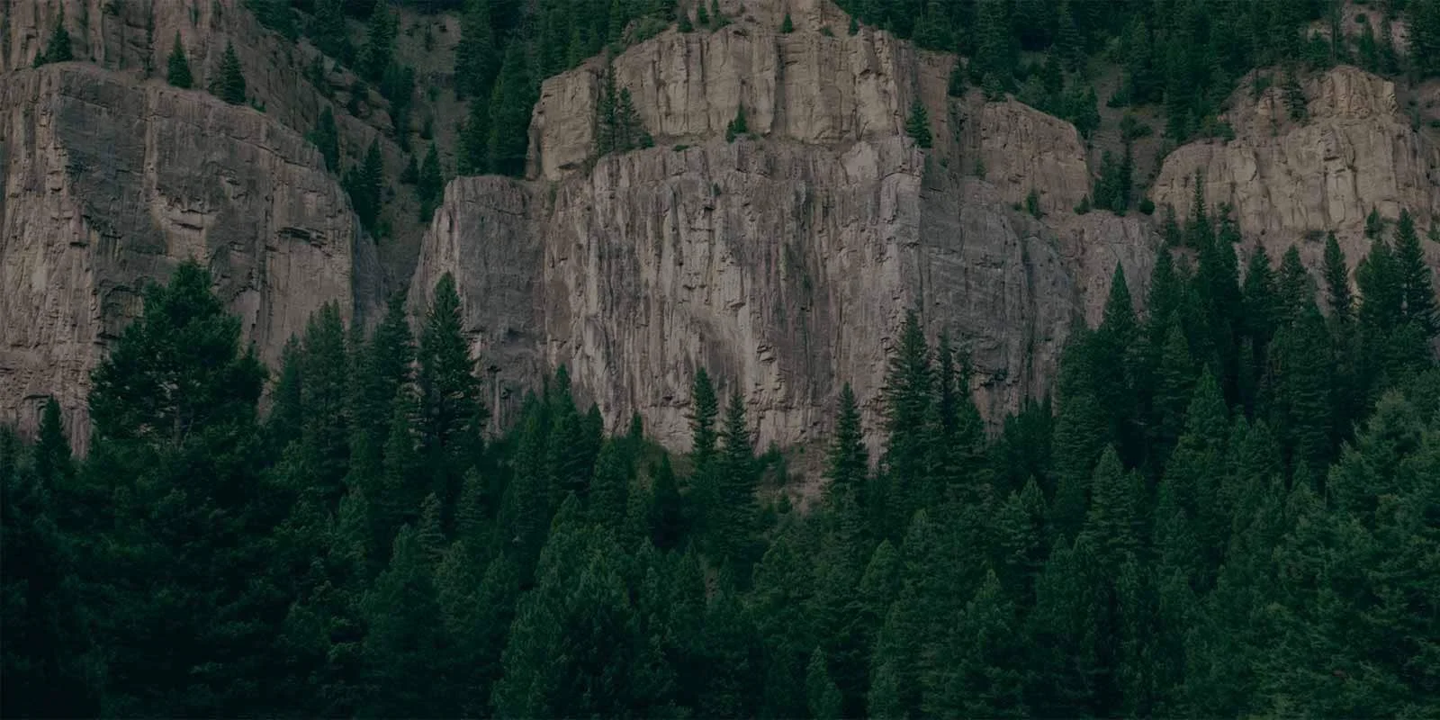 tree-background01.jpg