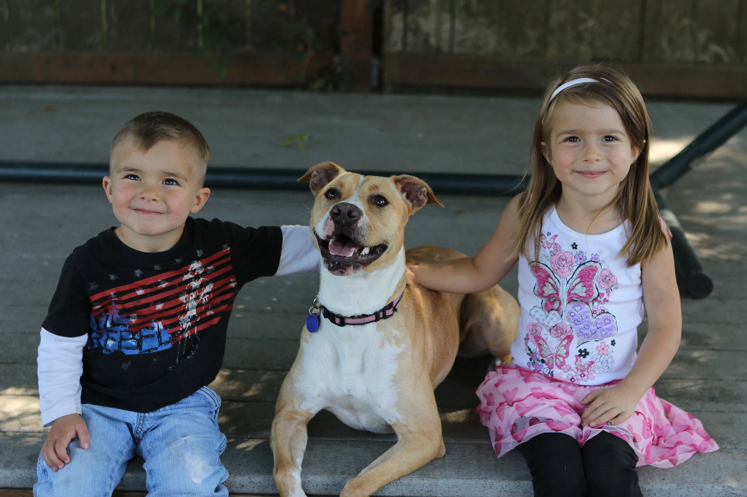 pacific northwest pit bull rescue