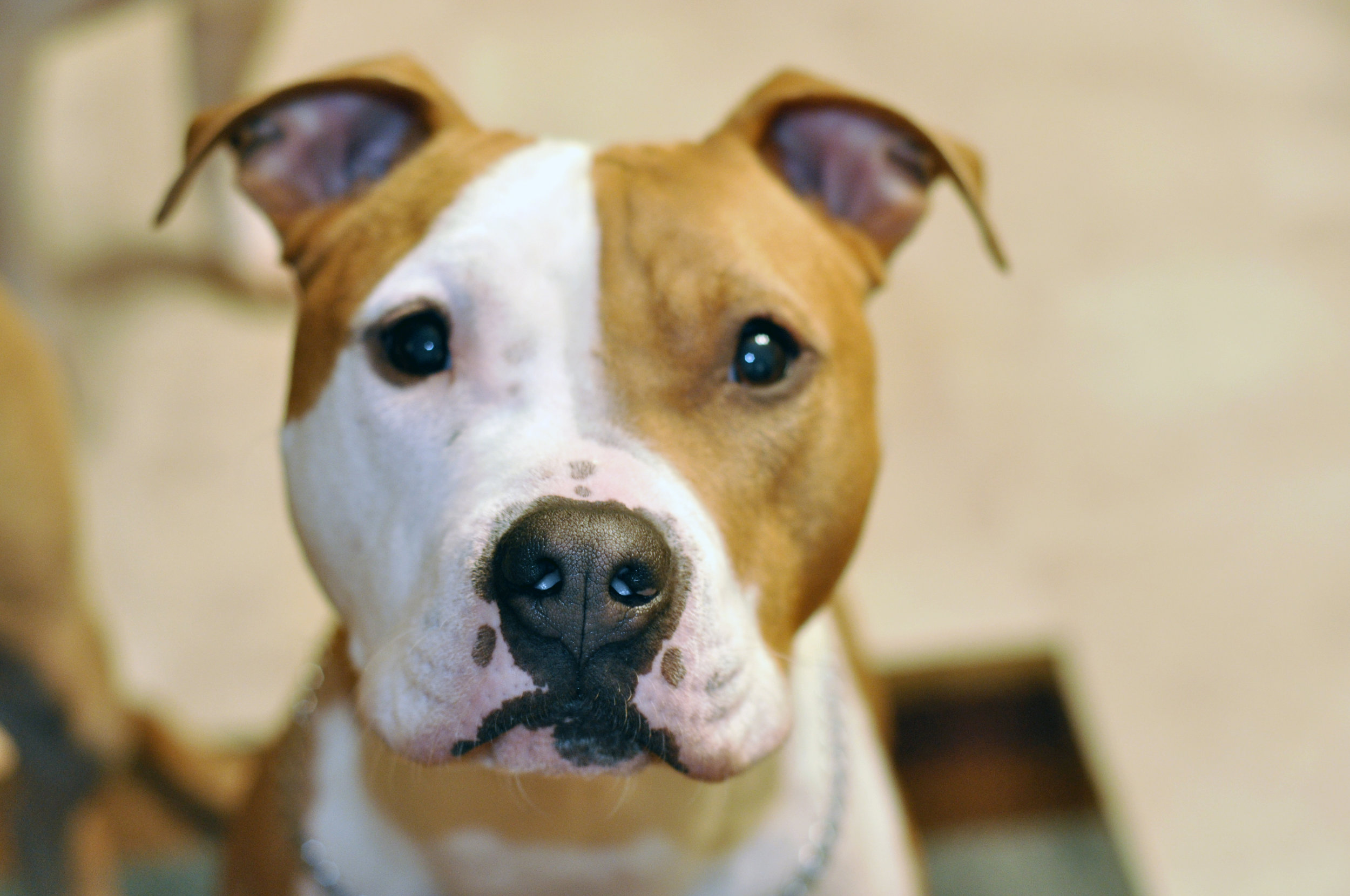 born again pit bull rescue