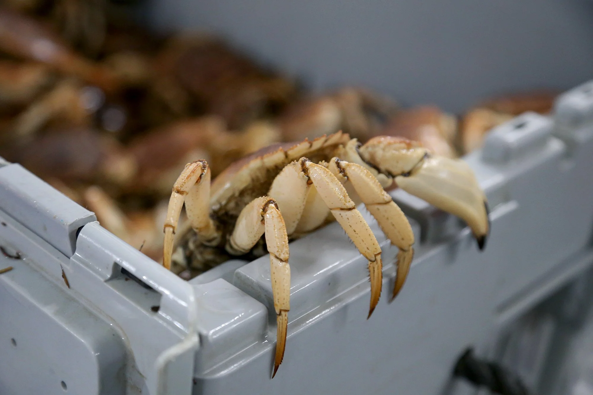 A crab attempts to crawl out of the 100 pound crate at Jillian’s facility in Kittery on September 17, 2021.