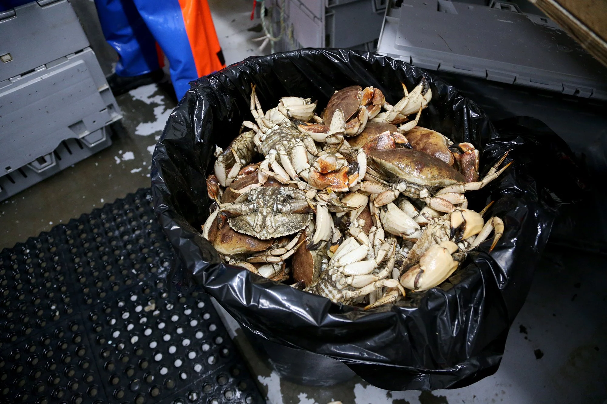 From left, Jillian Robillard and her mother, Julie, sift through the live Jonah crabs at Jillian’s facility in Kittery on September 17, 2021. Crabs that are dead get thrown in the trash.