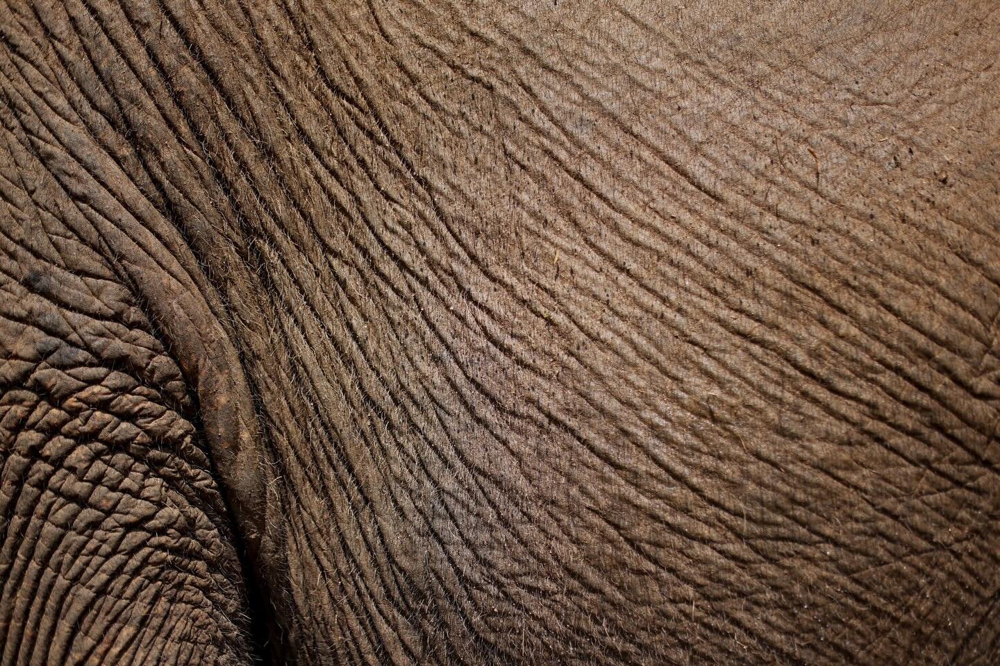 At the risk of sounding like a White Lotus episode: a very special shout out to all the living and breathing things of Thailand and India 🙏🏽❤️