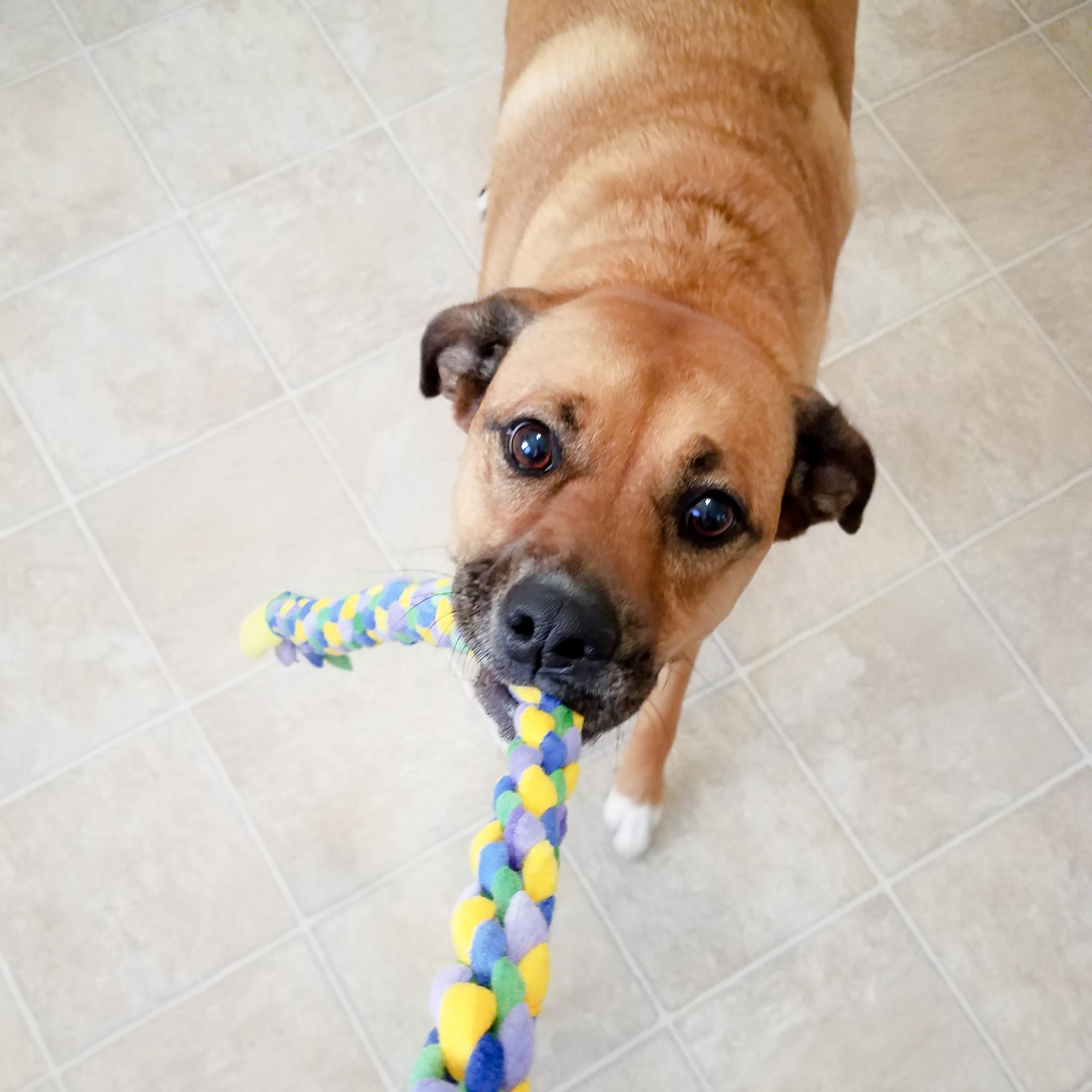 How To Make A Square Knot Dog Tug Toy