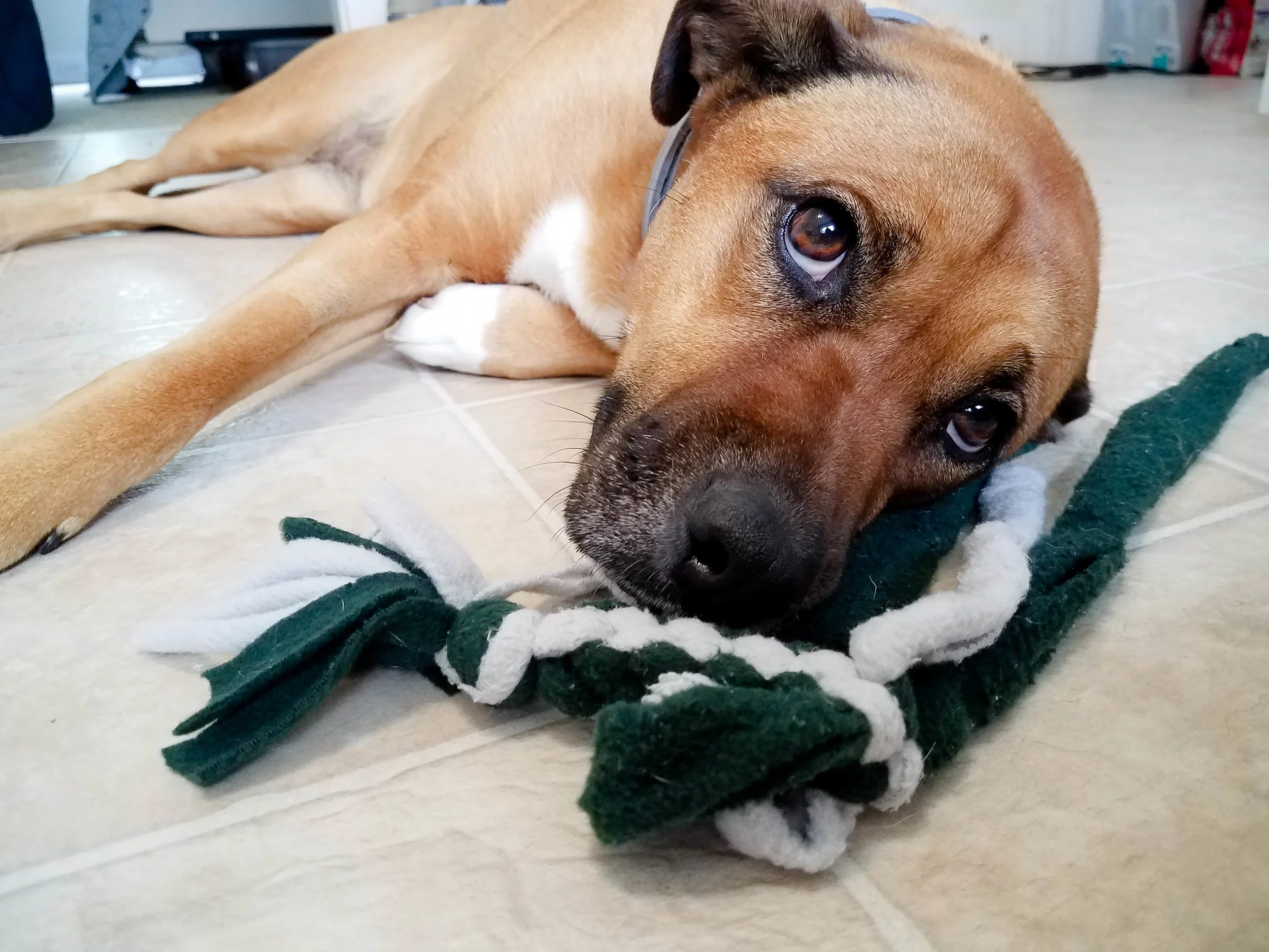 How to Make a Square Knot Dog Tug Toy — Create Laugh Grow DIY Dog Toy