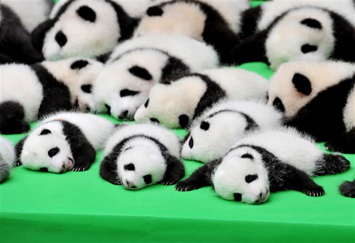 ok, this isn't my photo:) But SO CUTE right?! Source here . 
