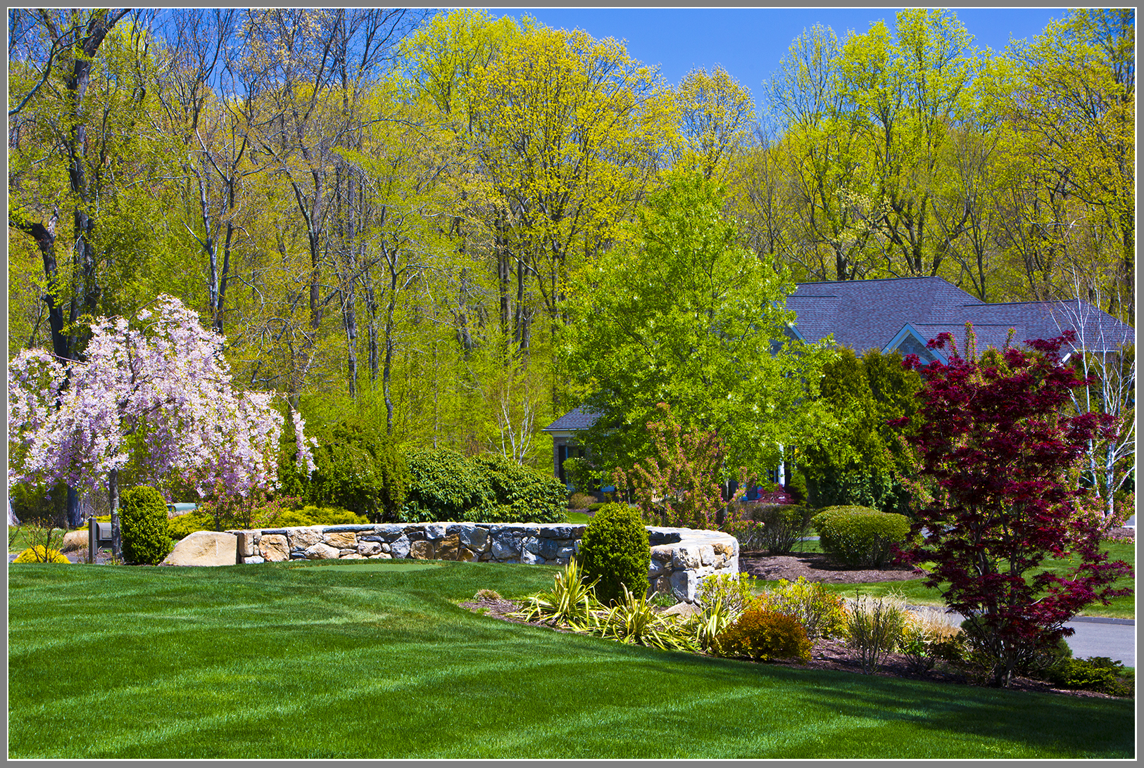 Planting with trees and shrubs
