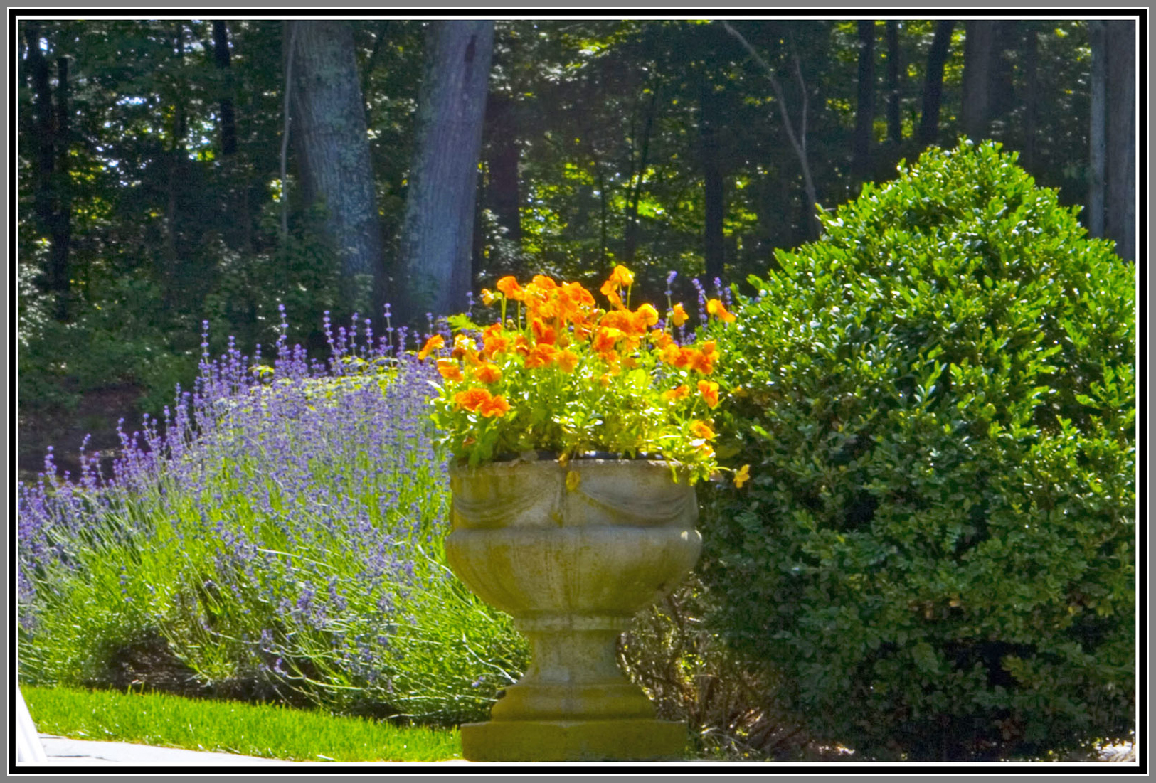 Classic plantings with urns