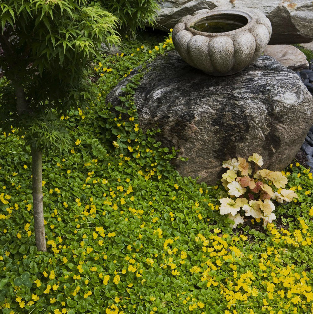 Lotus water basin