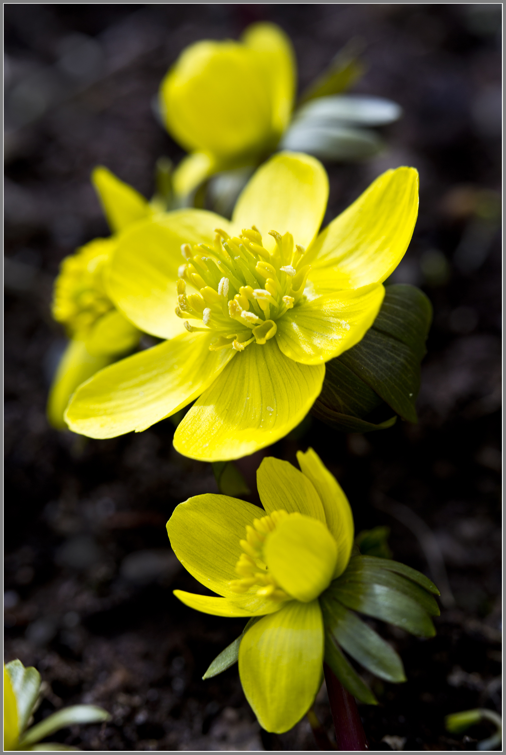 Ranunculus5518jpgs.jpg