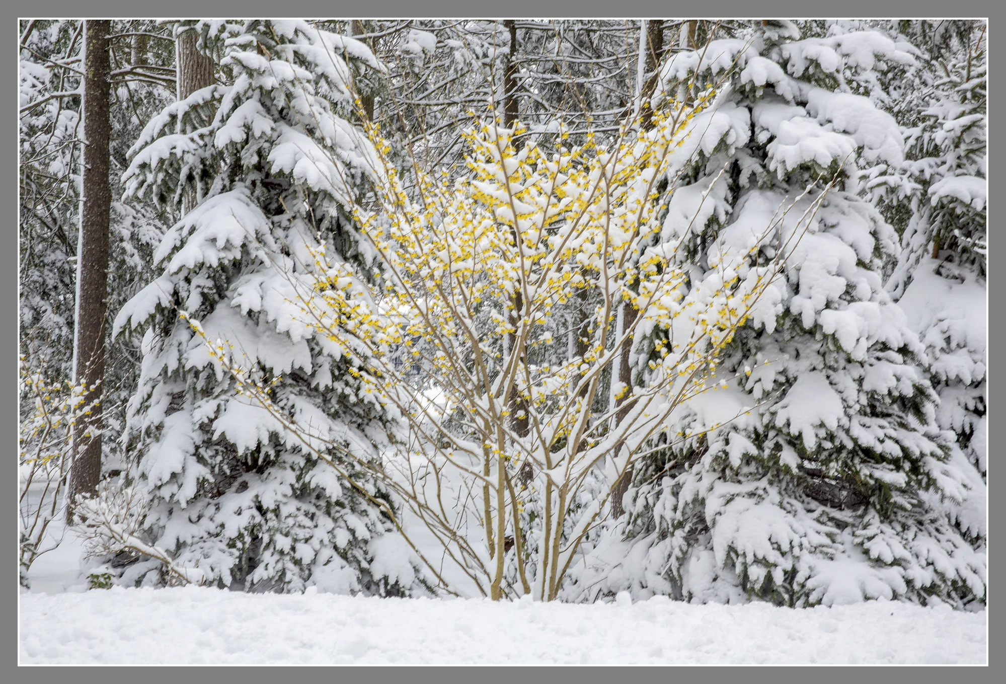 'Arnold's Promise' witch hazel.jpg