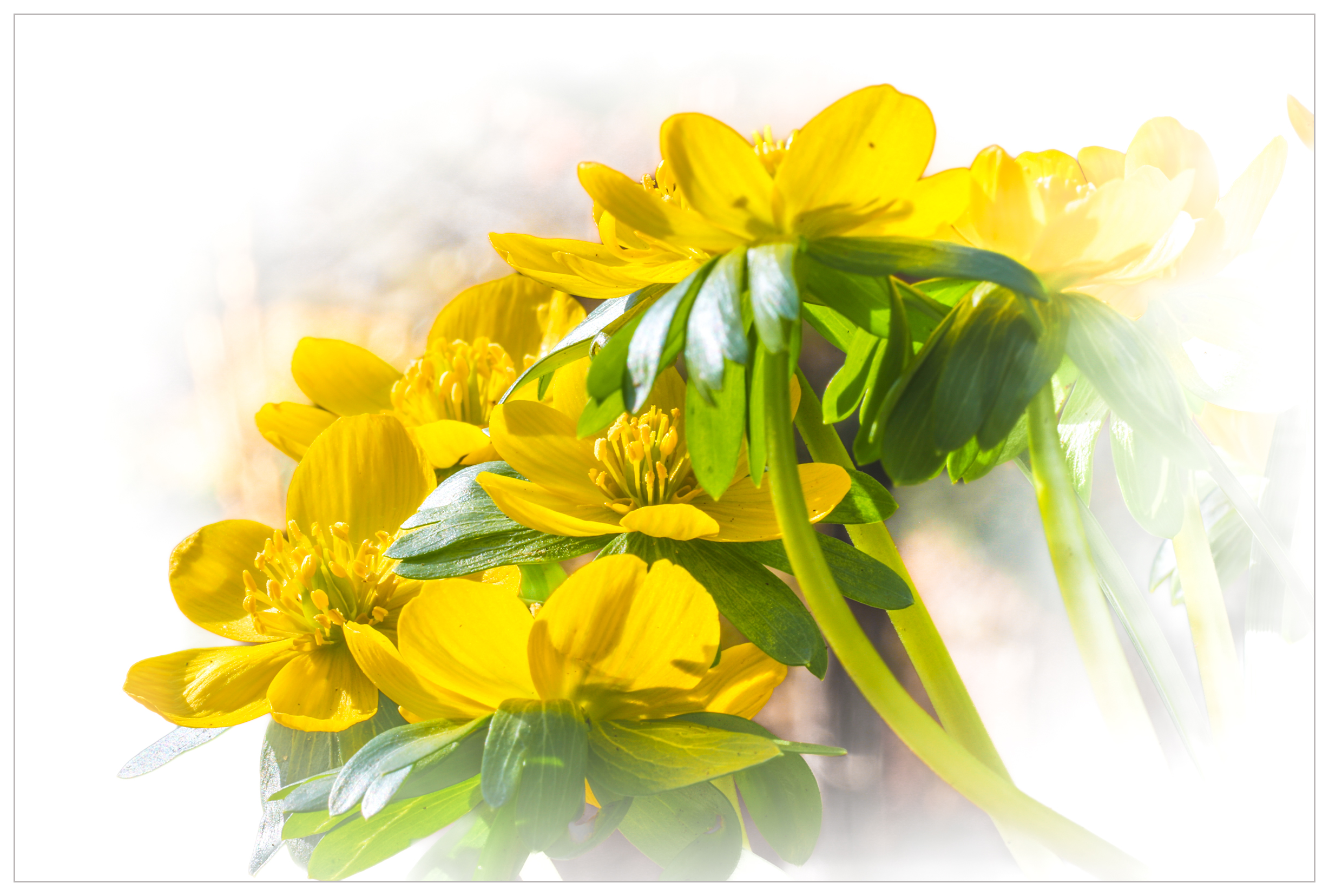 winter aconite-7-f.png