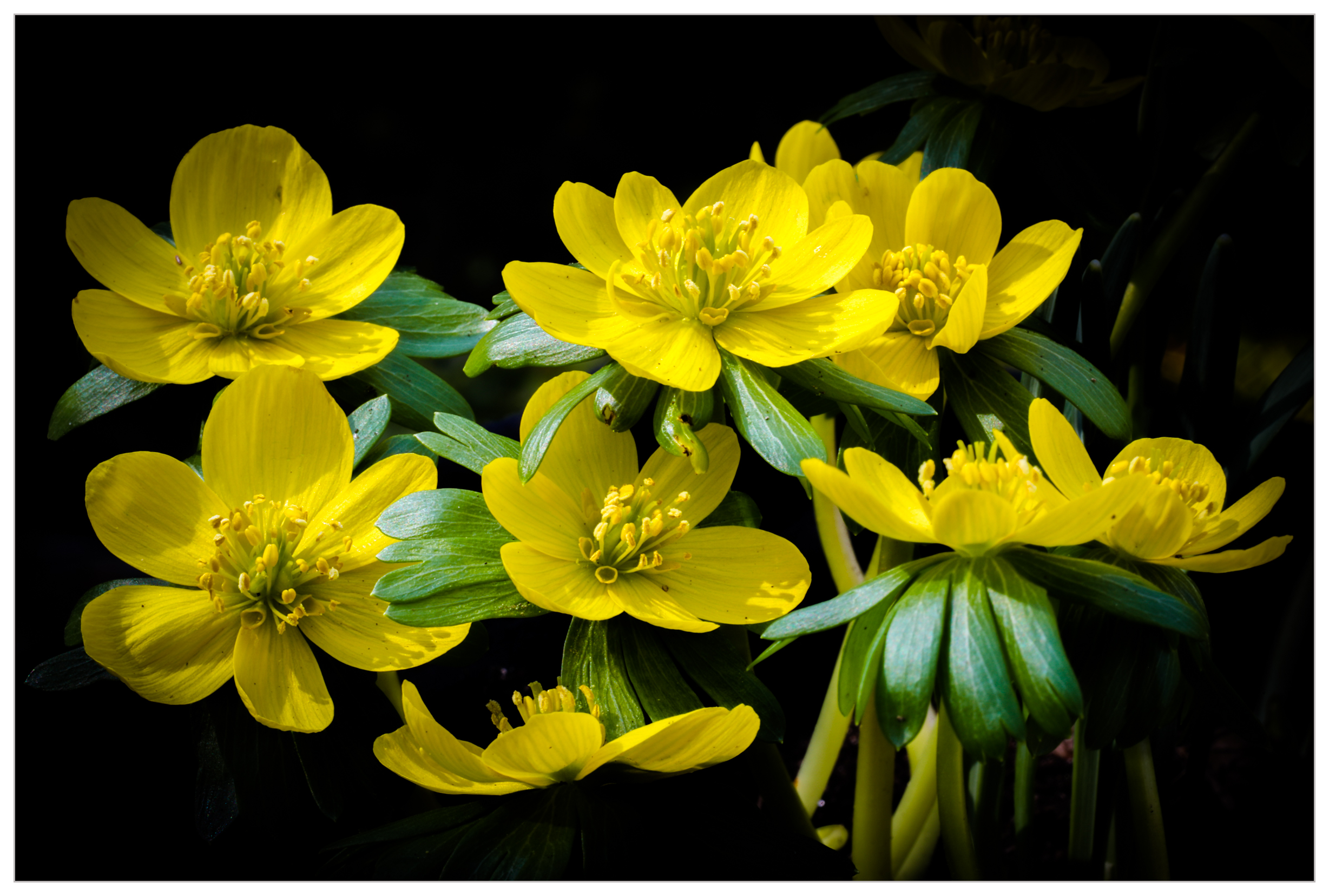 winter aconite-10-f.png