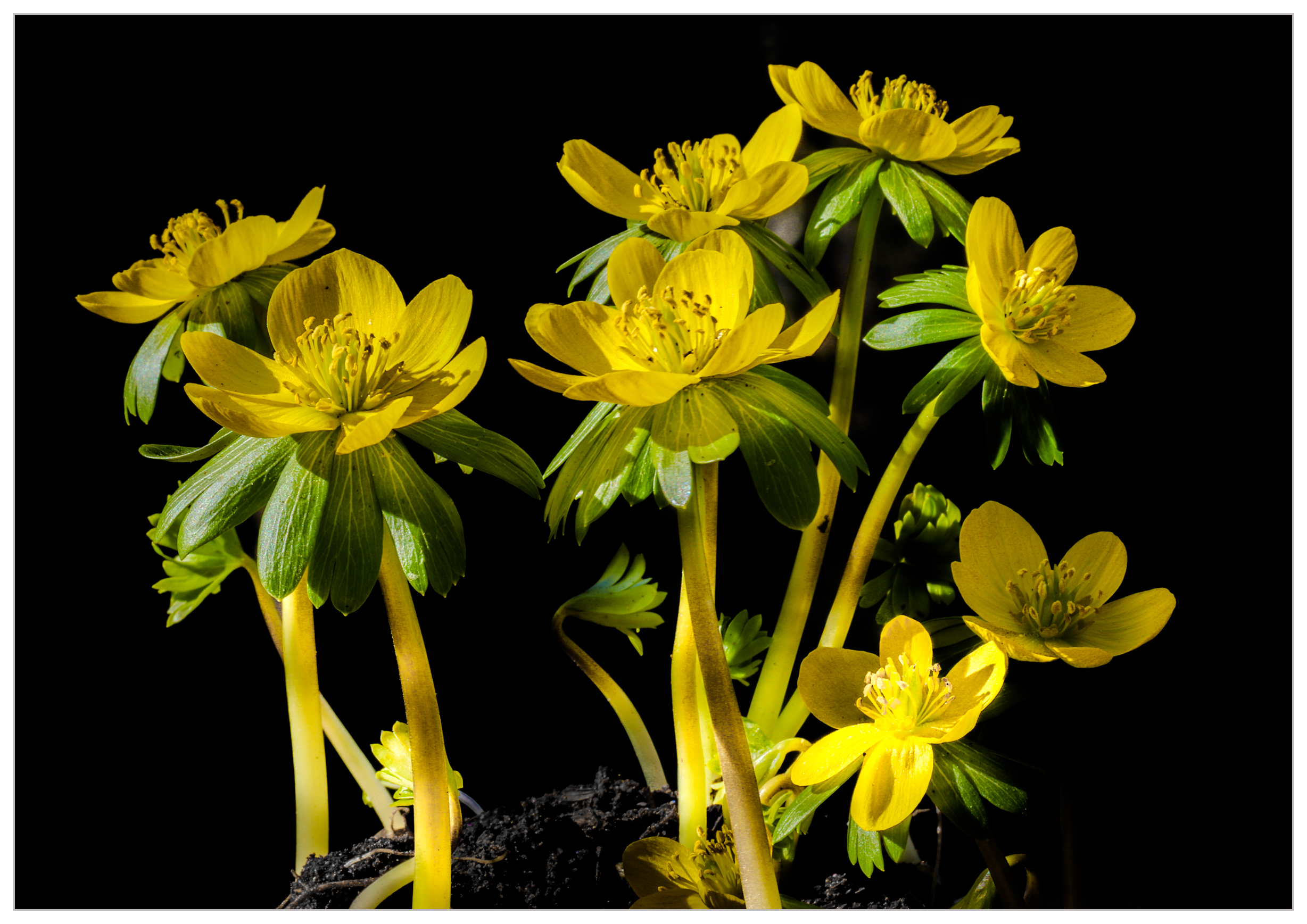 winter aconite-12-f.png