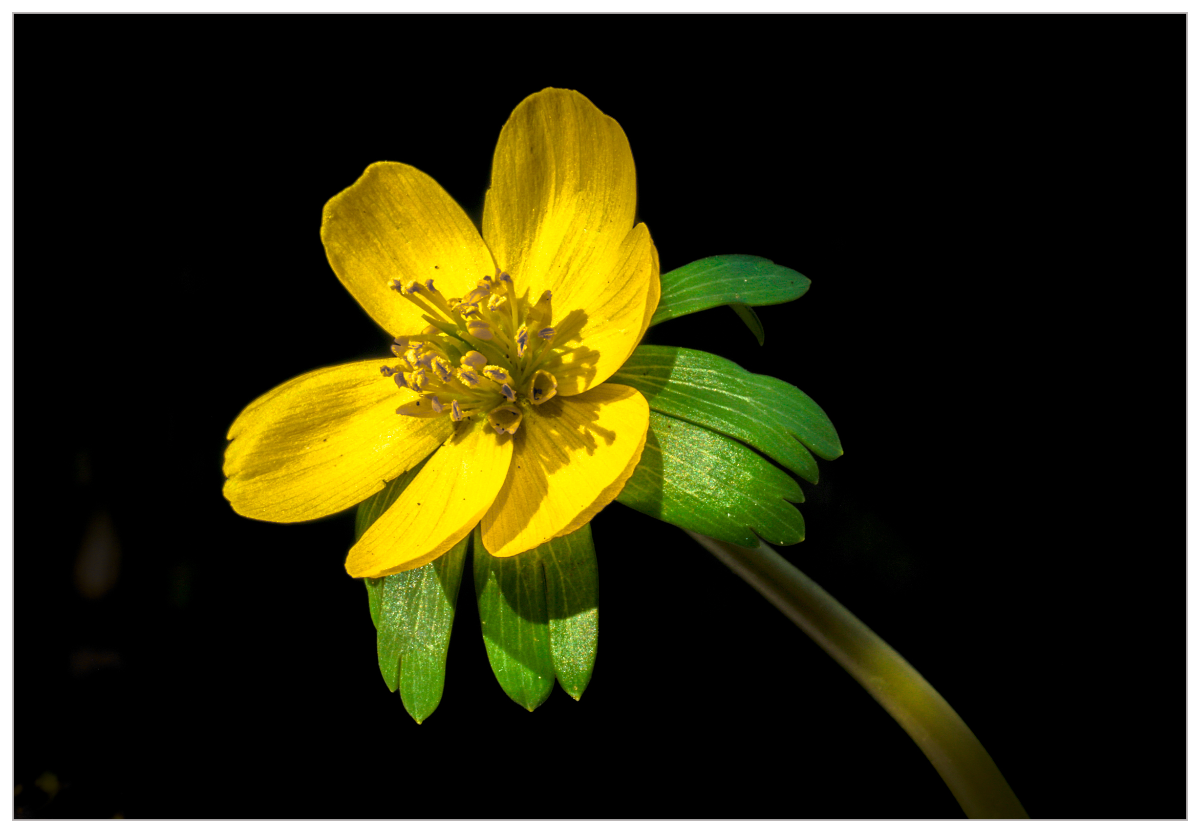 winter aconite-13-f.png