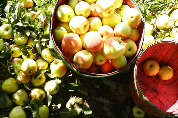 an Autumn Bundle for The Red Hen Shop