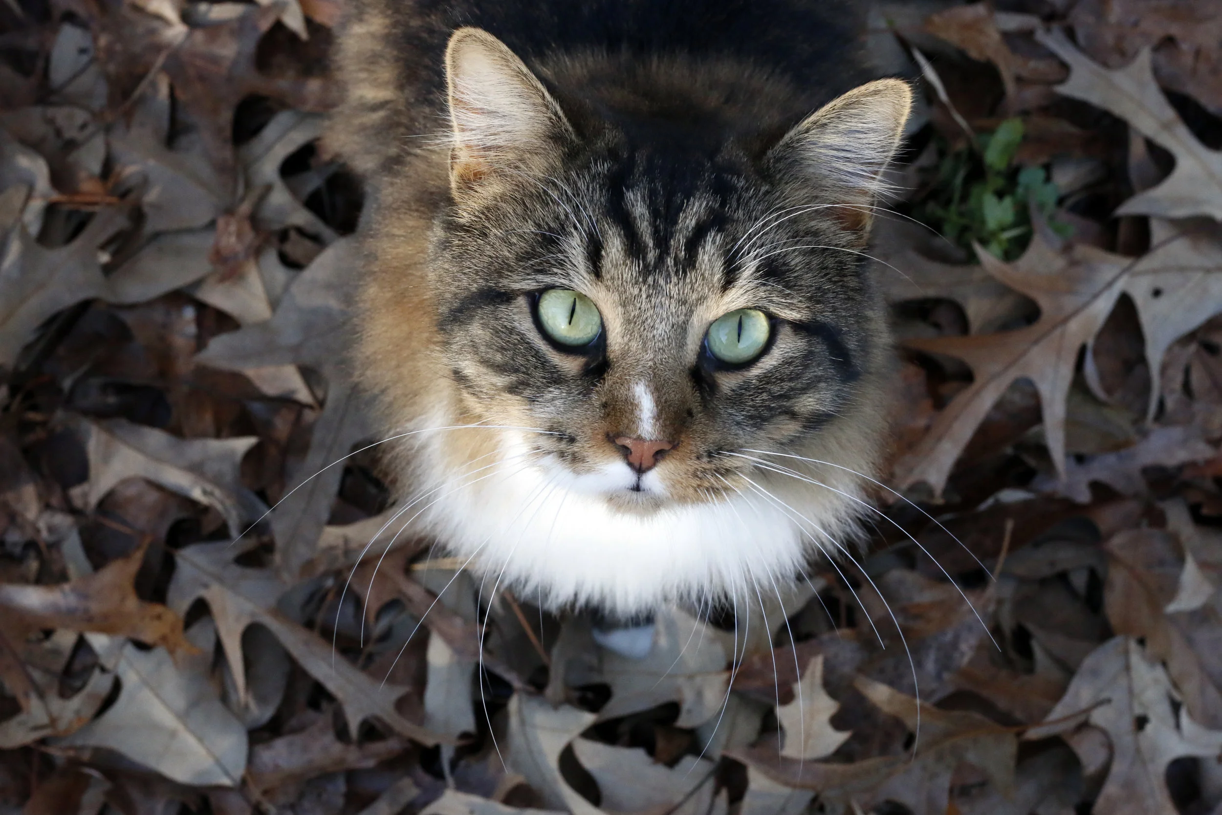 Dandy cat. Stitched in Color.jpg