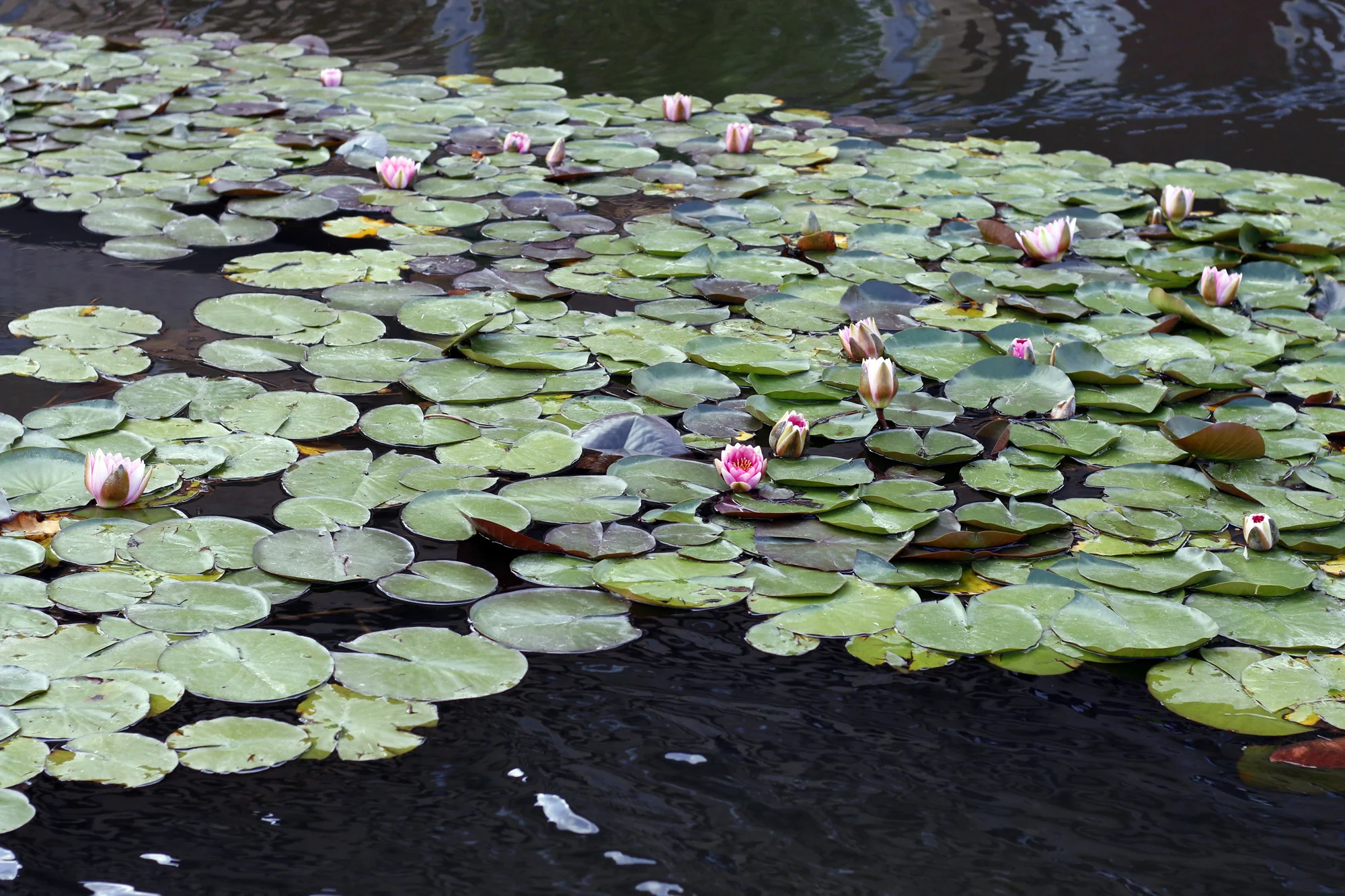 Lilies. Stitched in Color.jpg