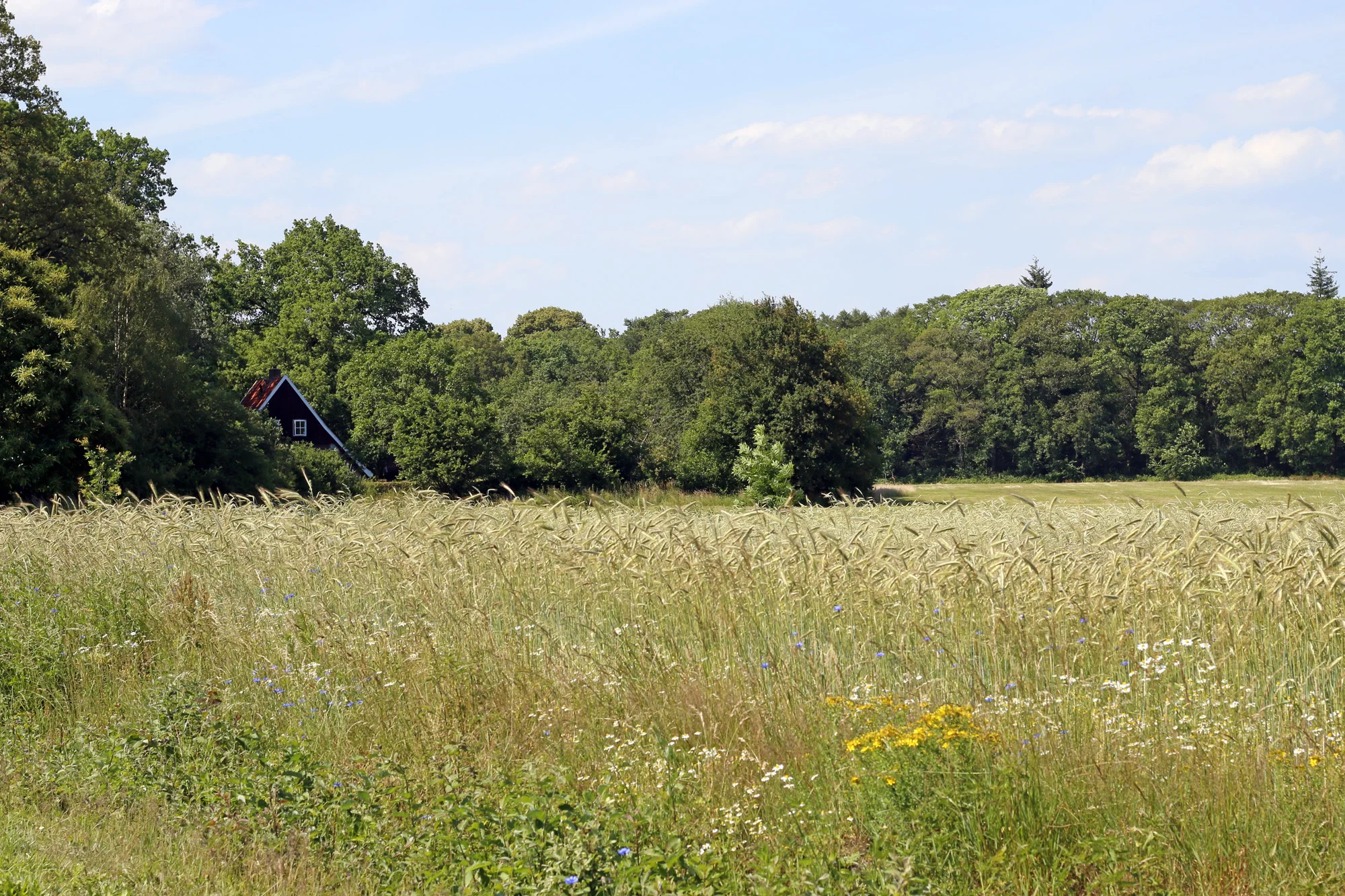 Dutch meadows. Stitched in Color.jpg