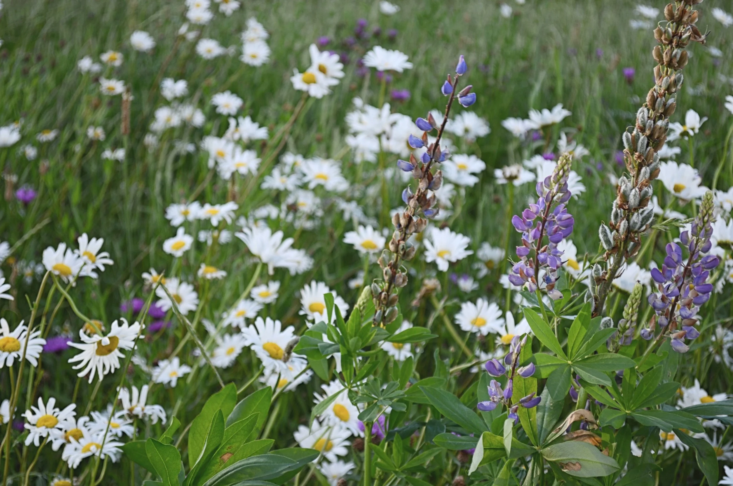 Dutch wildflowers by Margot Polinder