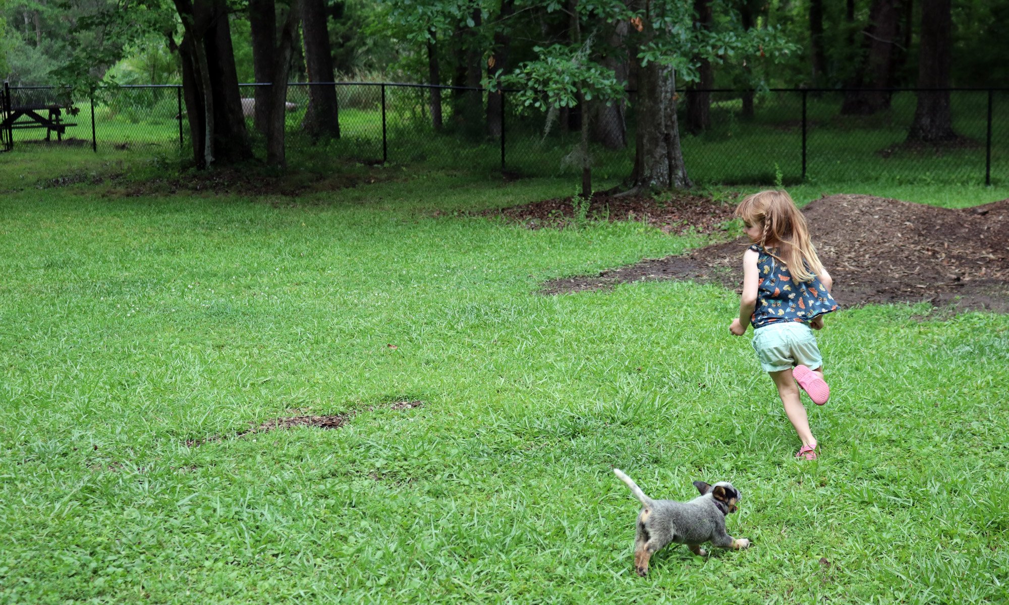 Puppy chase. Stitched in Color.jpg