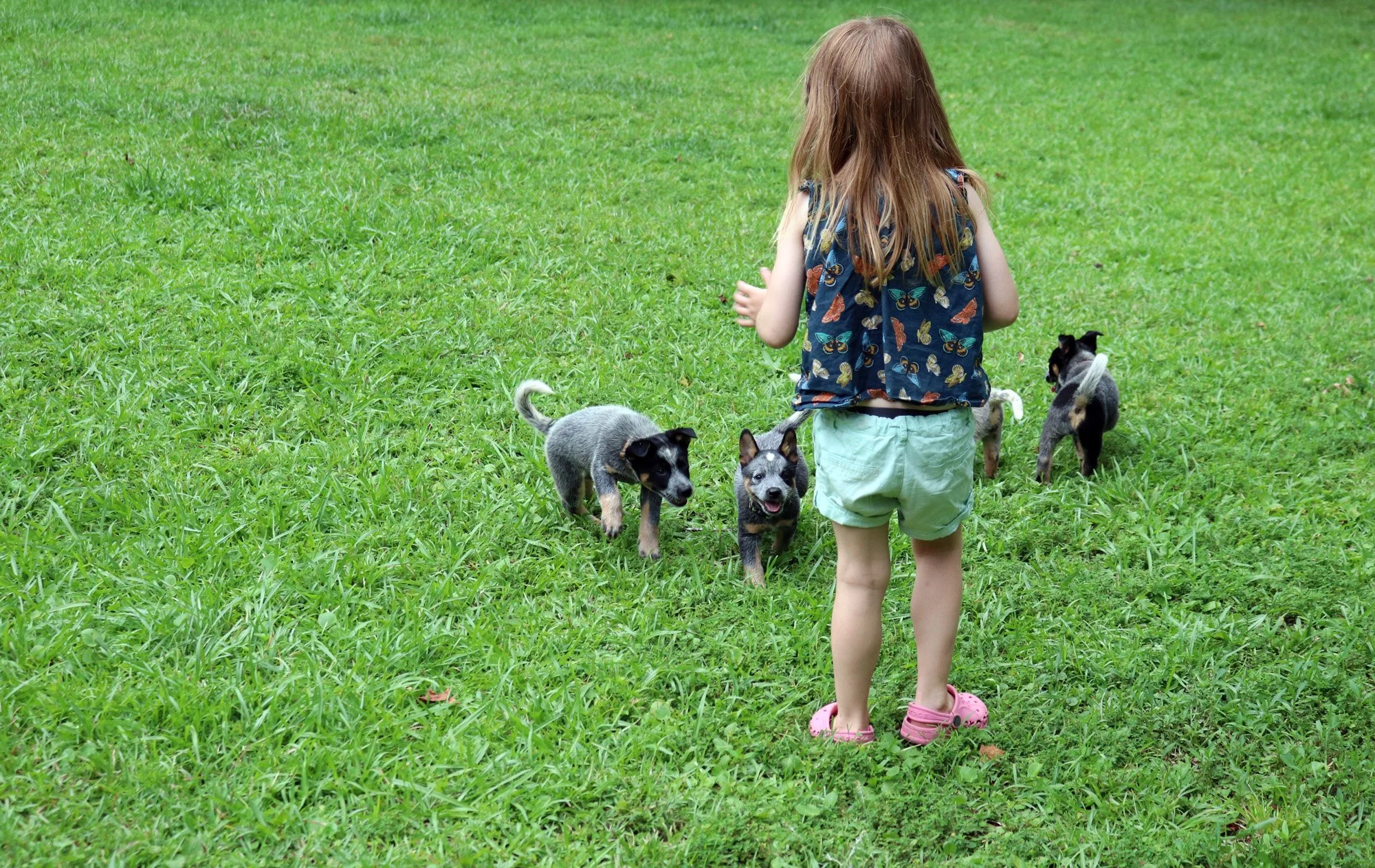 Puppy group. Stitched in Color.jpg