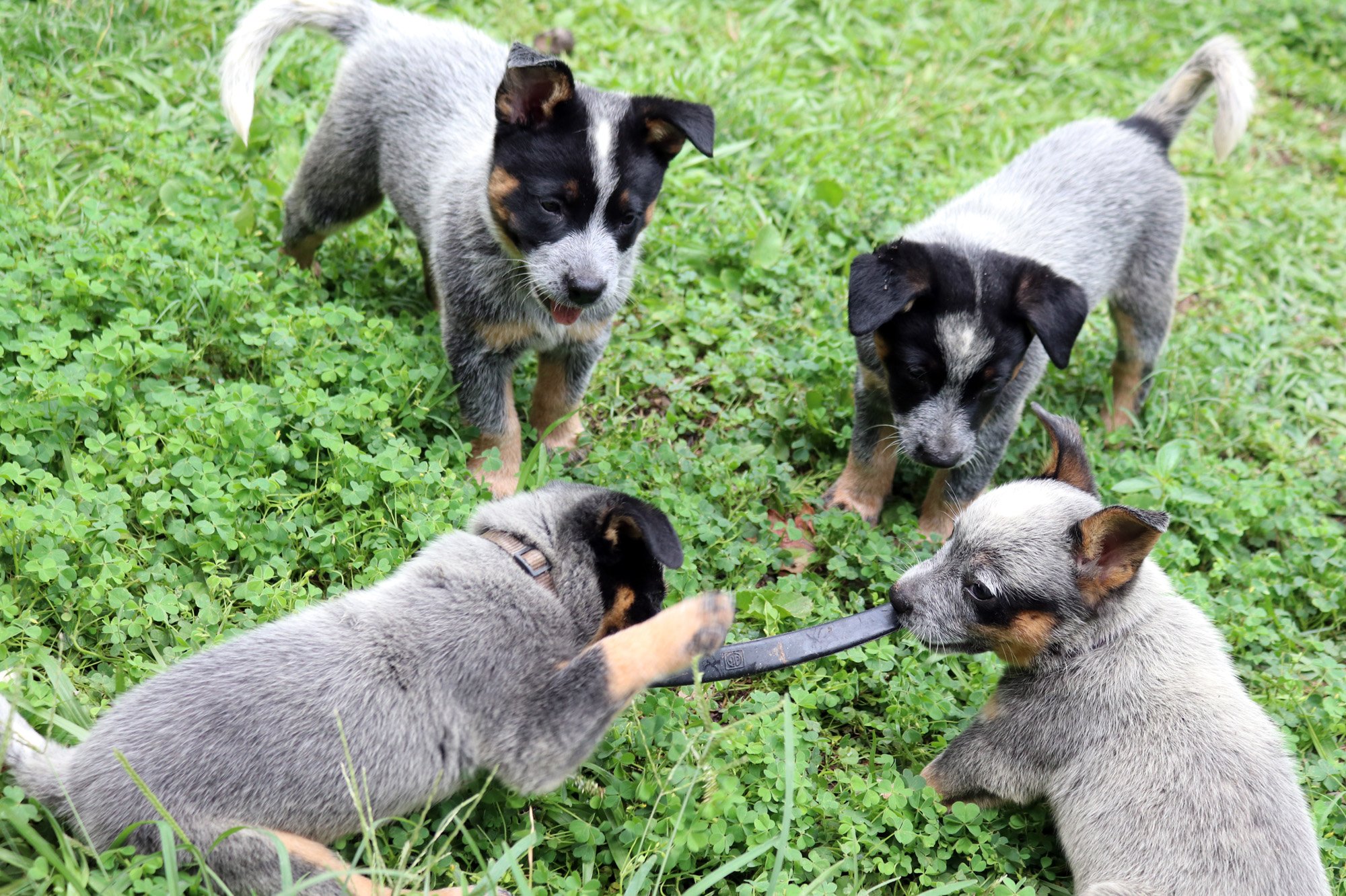 Puppy play. Stitched in Color.jpg