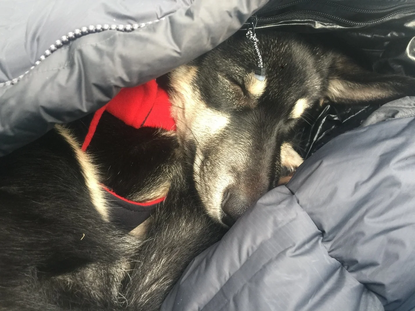 Harry, an adorable puppy having a nap in a heap of belay jackets at Bear Spirit