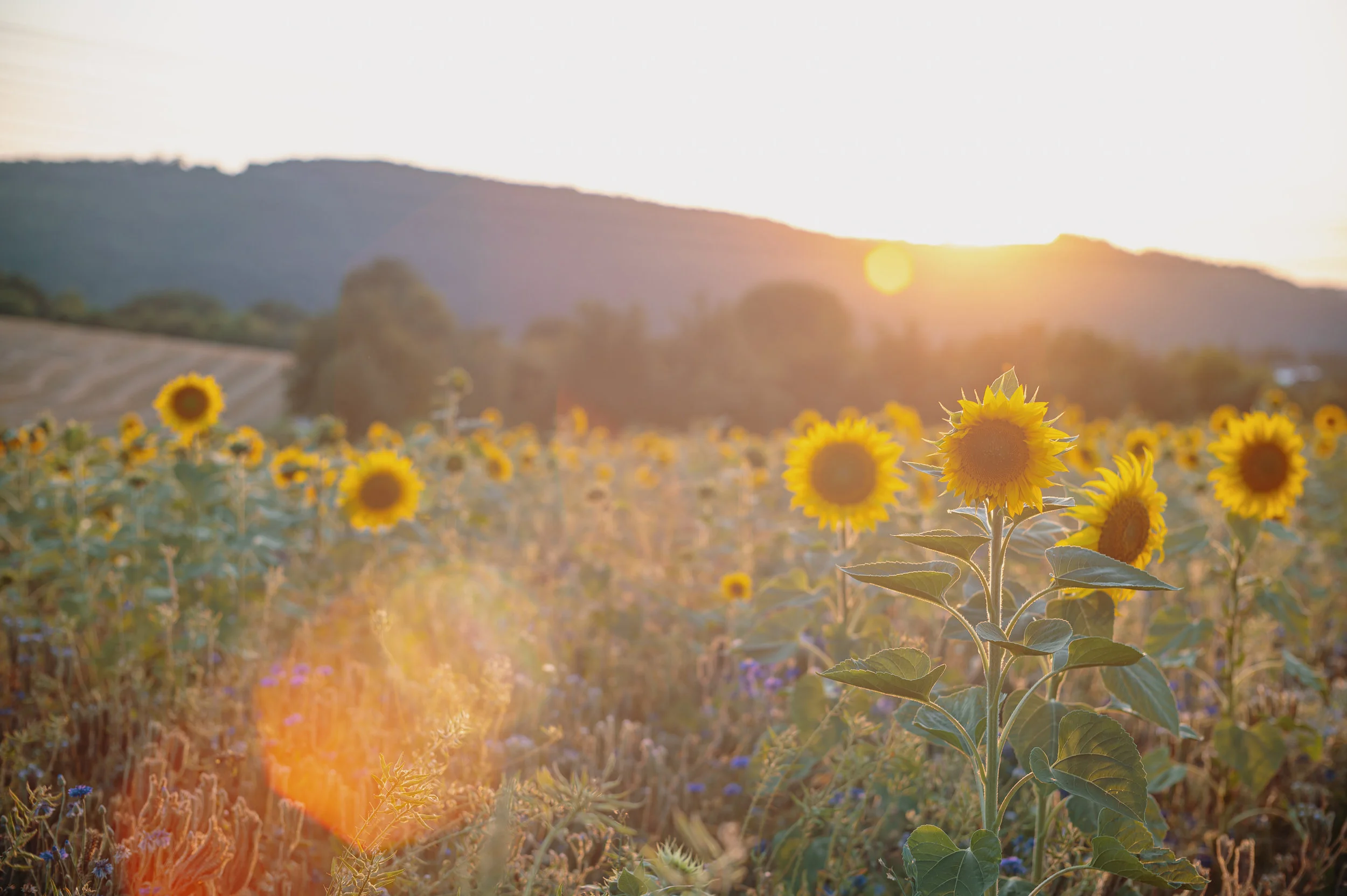 Hoe God ons leven leidt. Een rode draad
