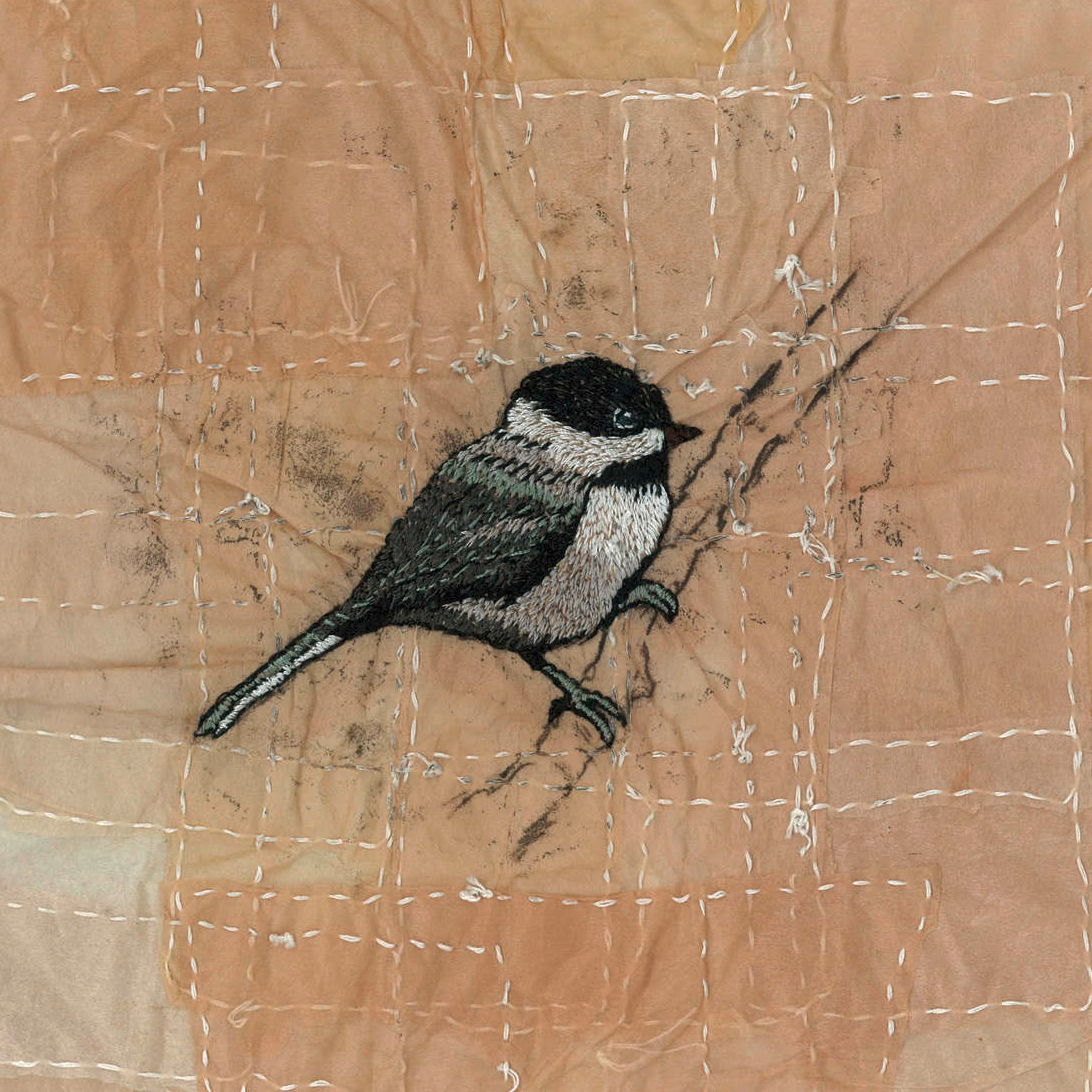 Chickadee_1600_c.png