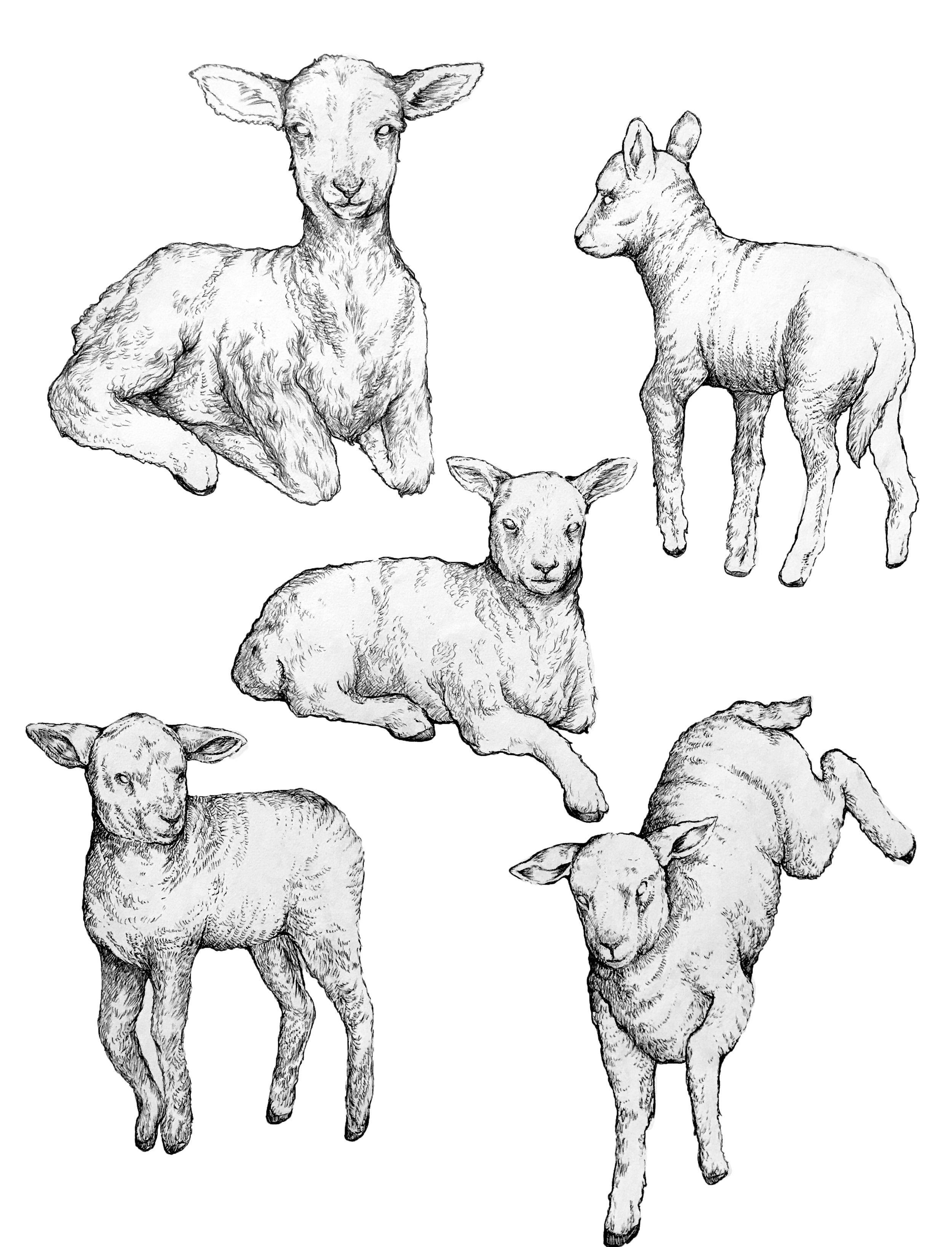 Lambs flash.jpg