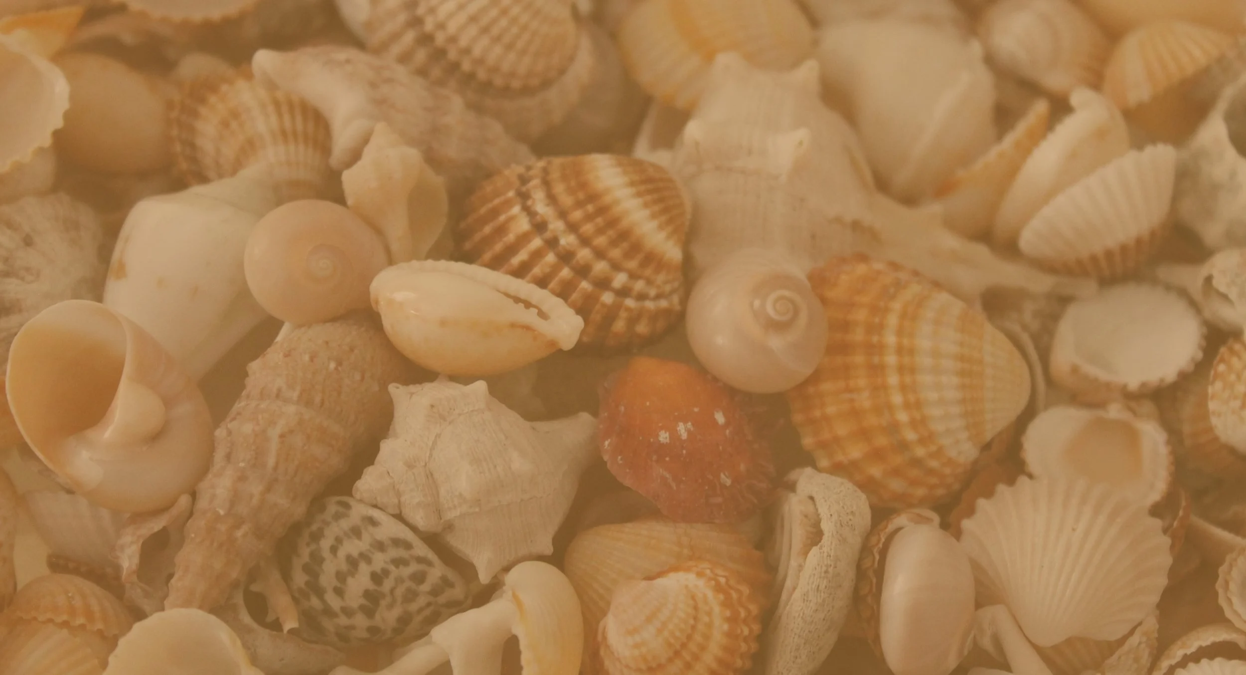 LTSB_Hero_Image_Shells.jpg